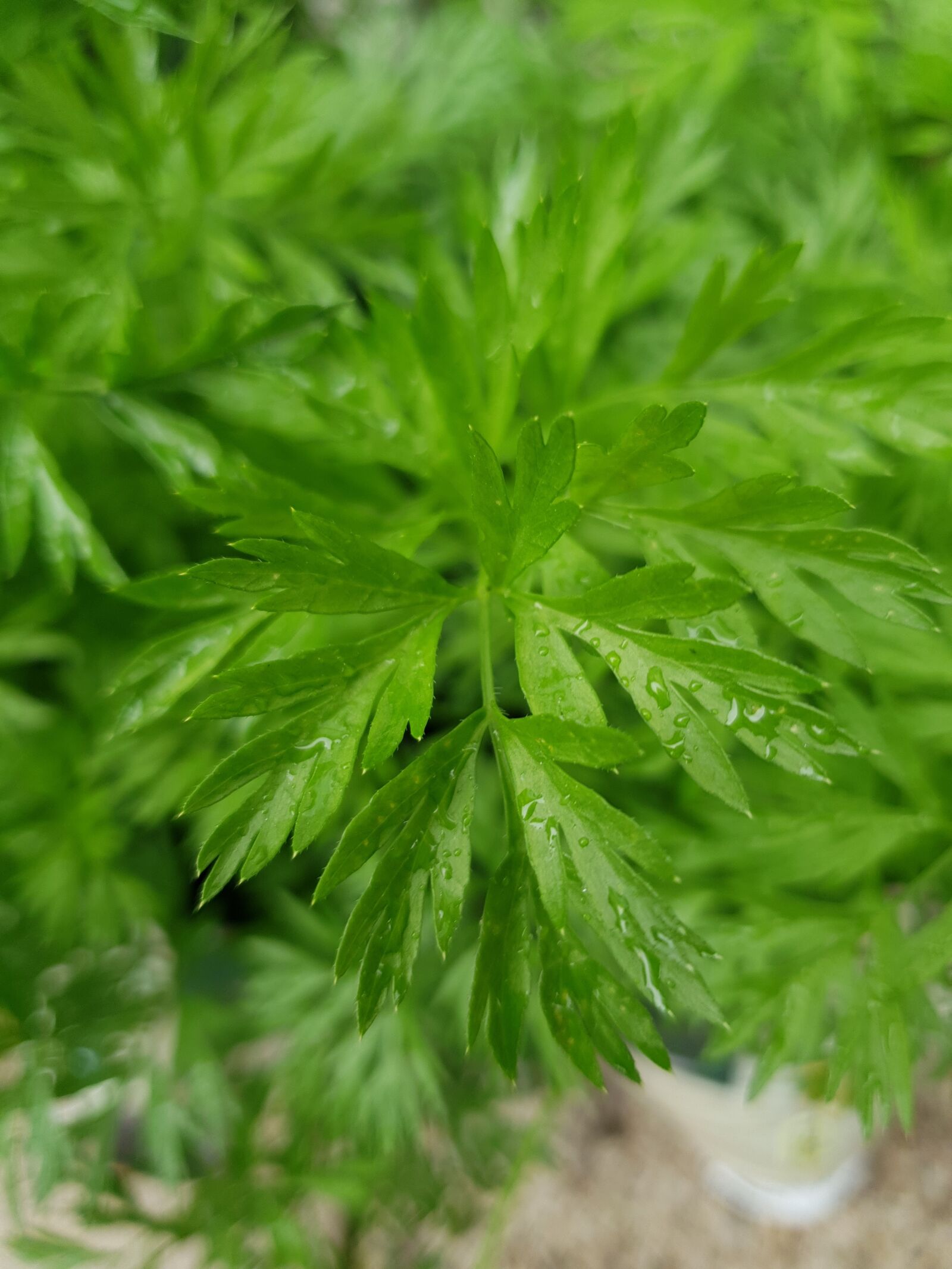 Samsung Galaxy S10 sample photo. Carrot, plant, green photography