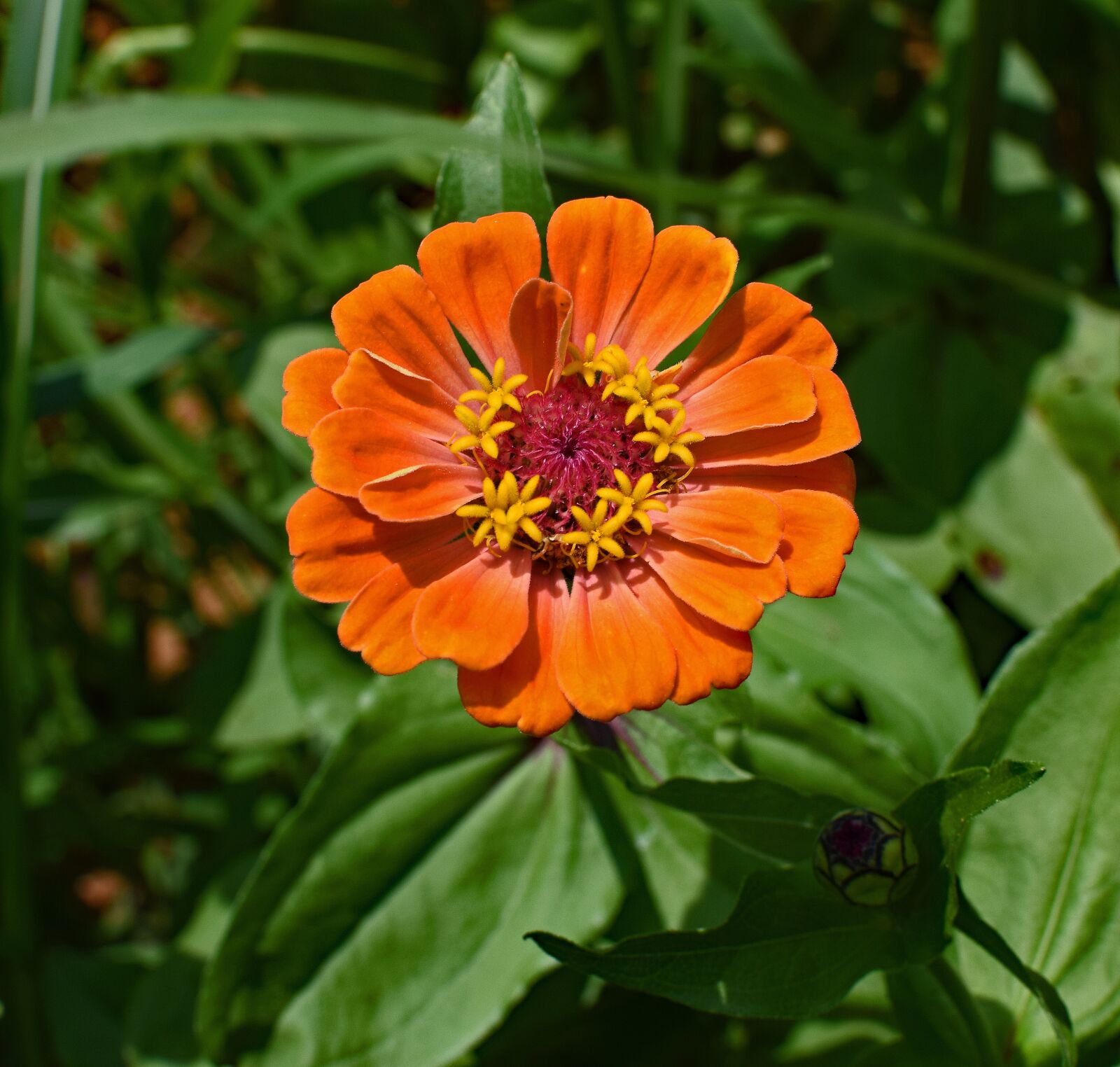 Nikon D3300 sample photo. Orange zinnia, flower, blossom photography