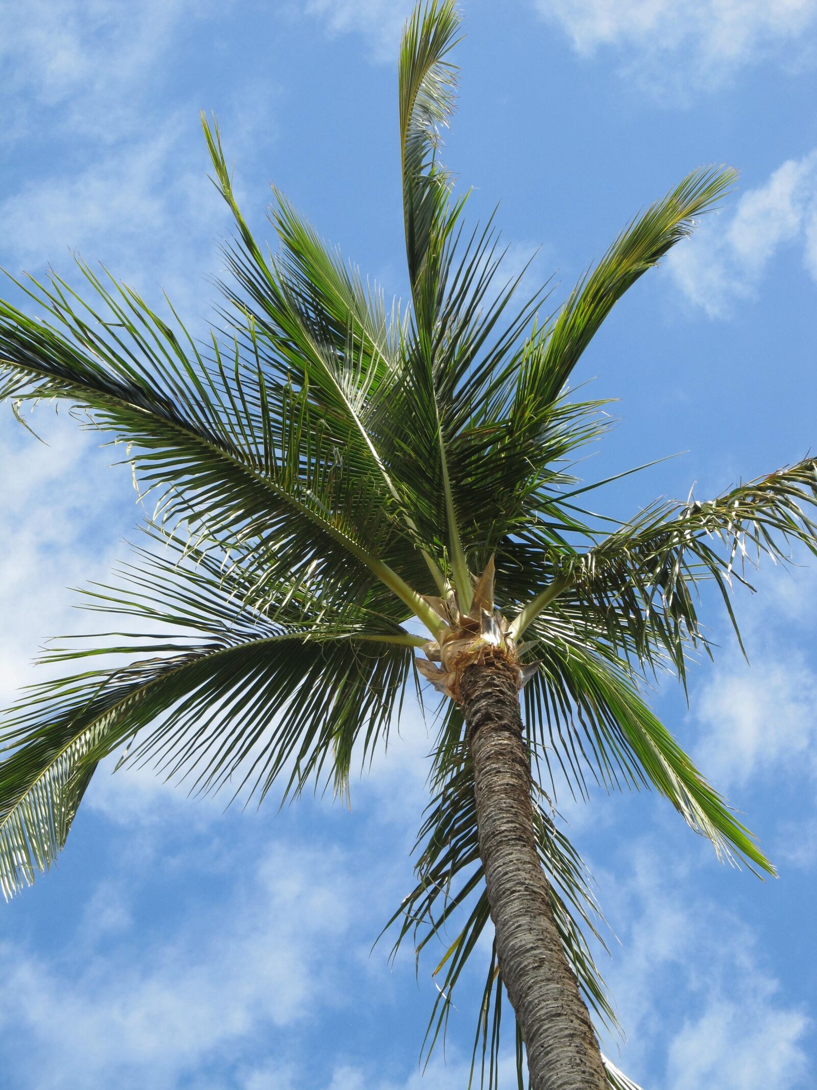 Canon PowerShot SX130 IS sample photo. Palm tree, palm, clouds photography
