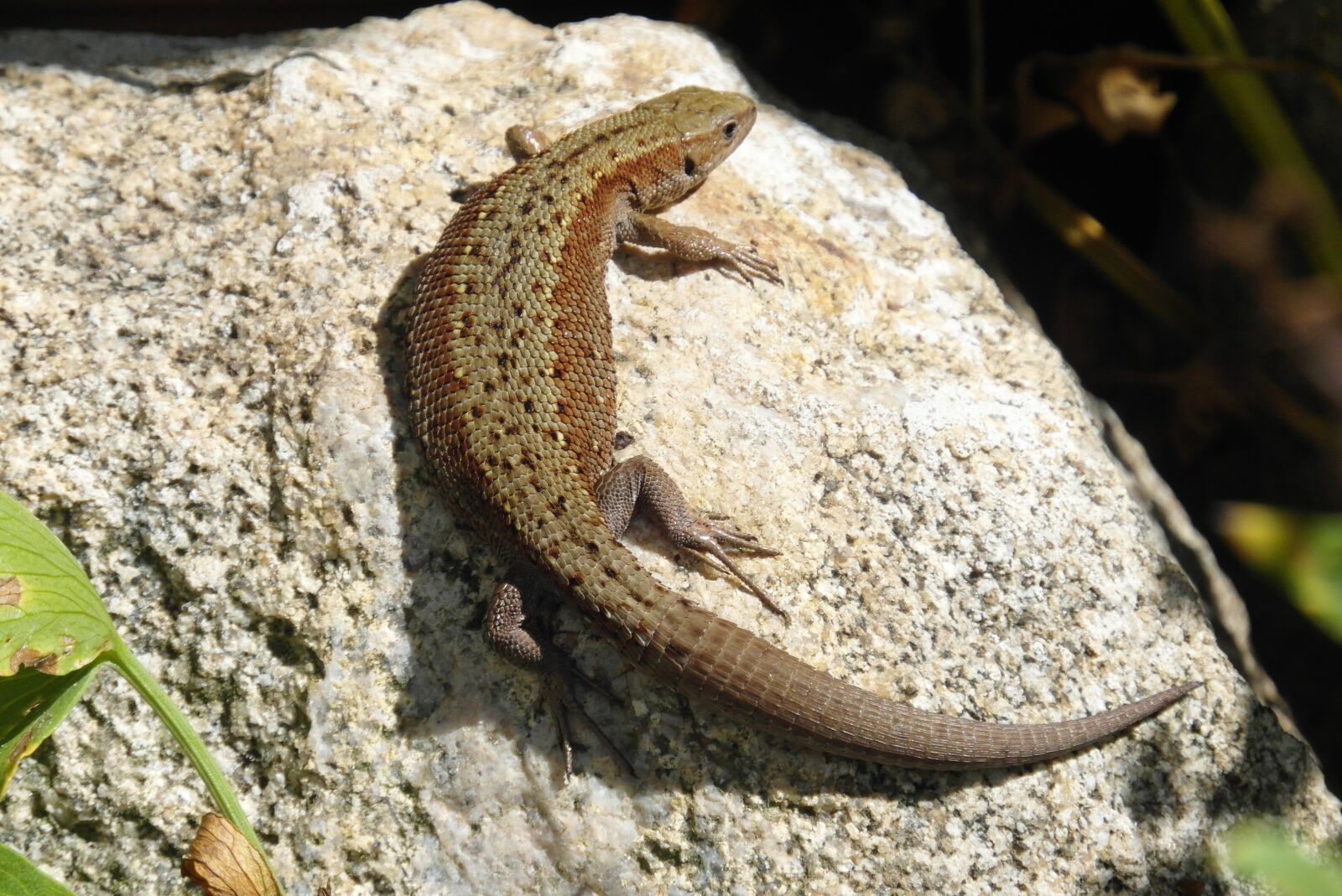 Samsung WB750 sample photo. The lizard, gad, animals photography