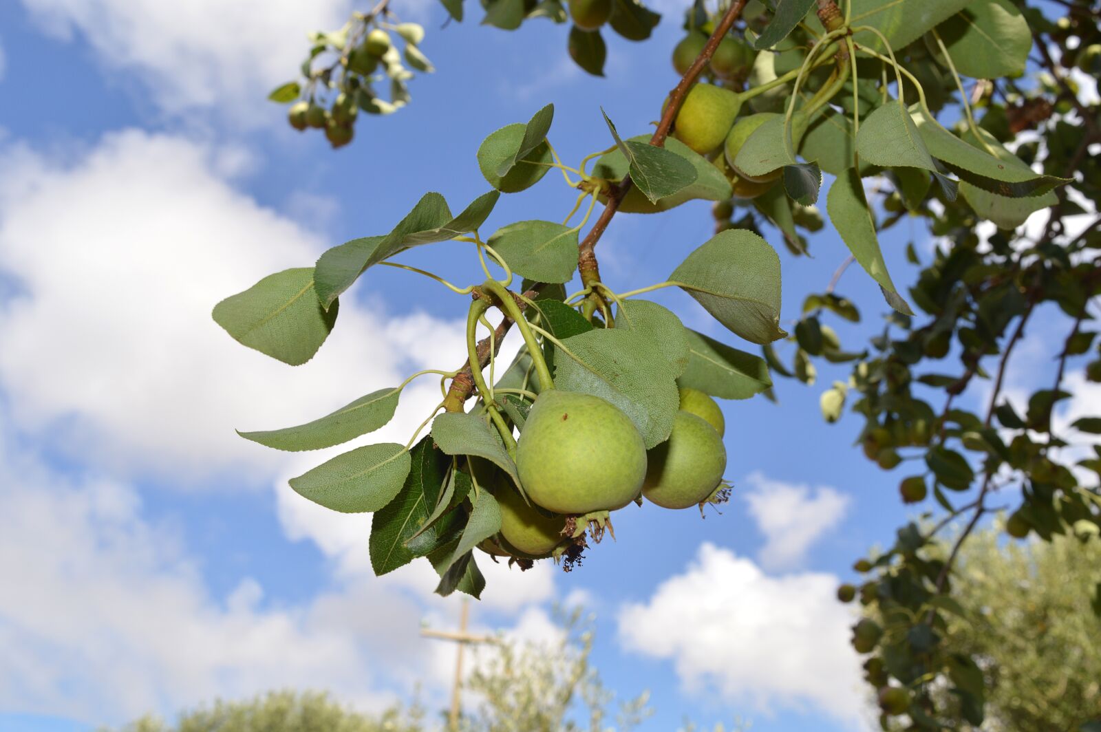 Nikon D3200 sample photo. Pears, tree, fruit photography