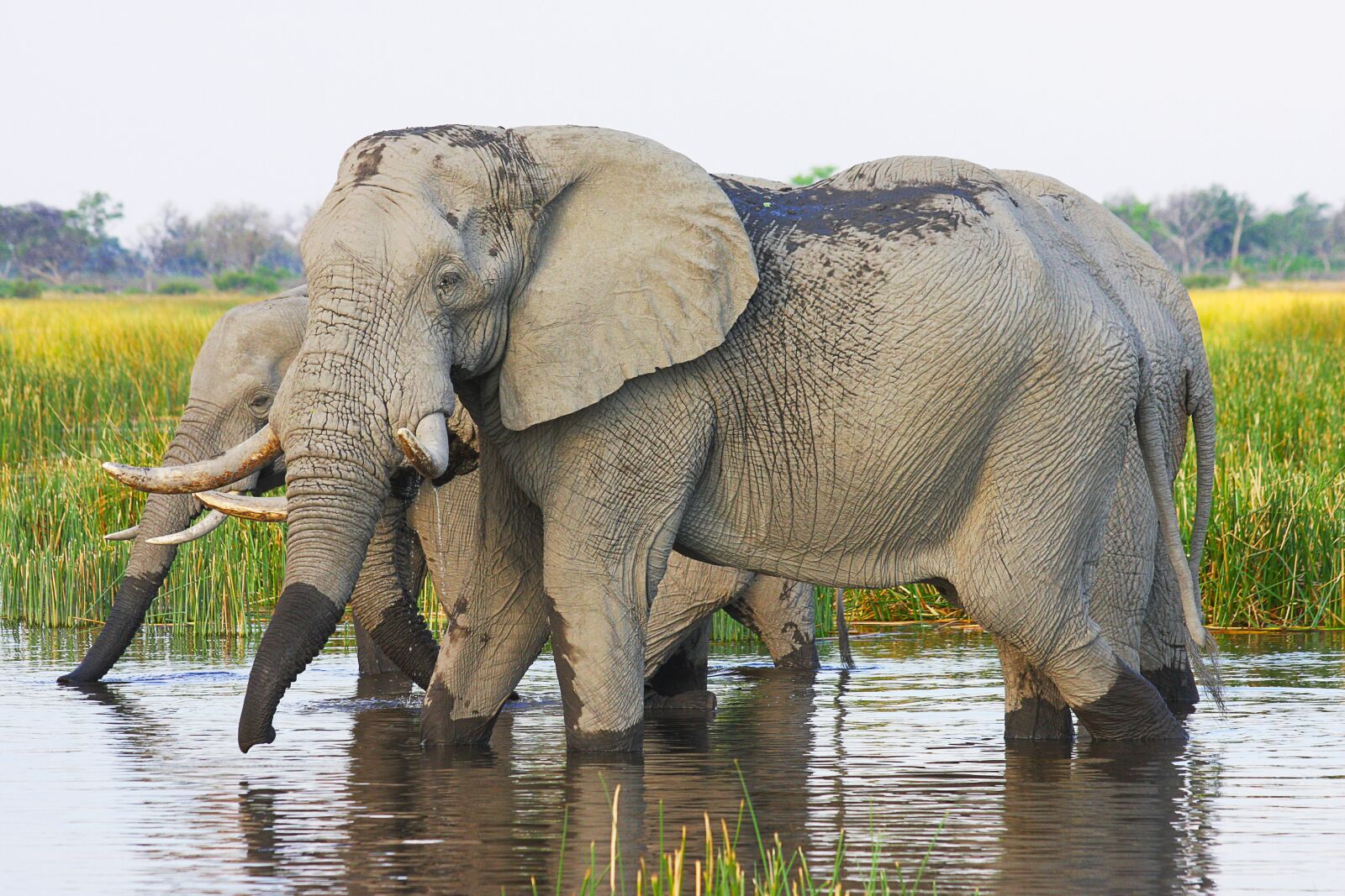 Canon EOS 40D sample photo. Elephant, africa, african bush photography