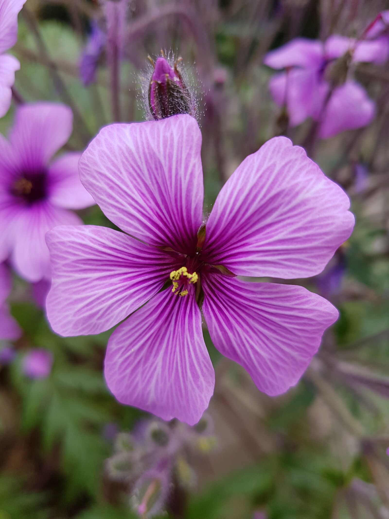 Samsung Galaxy S7 sample photo. Flower, nature, plant photography
