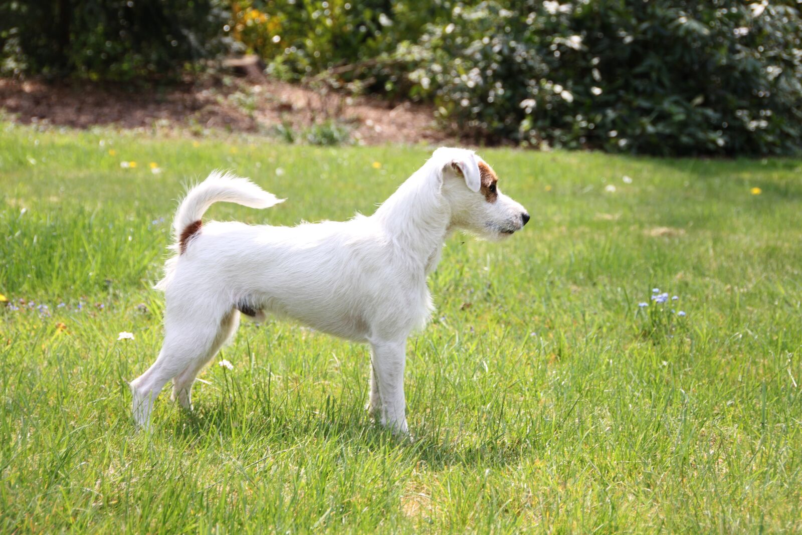 Canon EOS 500D (EOS Rebel T1i / EOS Kiss X3) sample photo. Parson russell terrier, dog photography