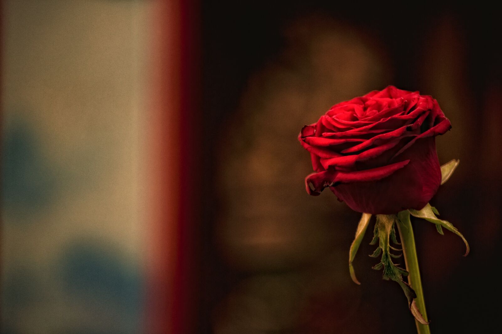 Nikon D5000 sample photo. Red, rose, flower photography
