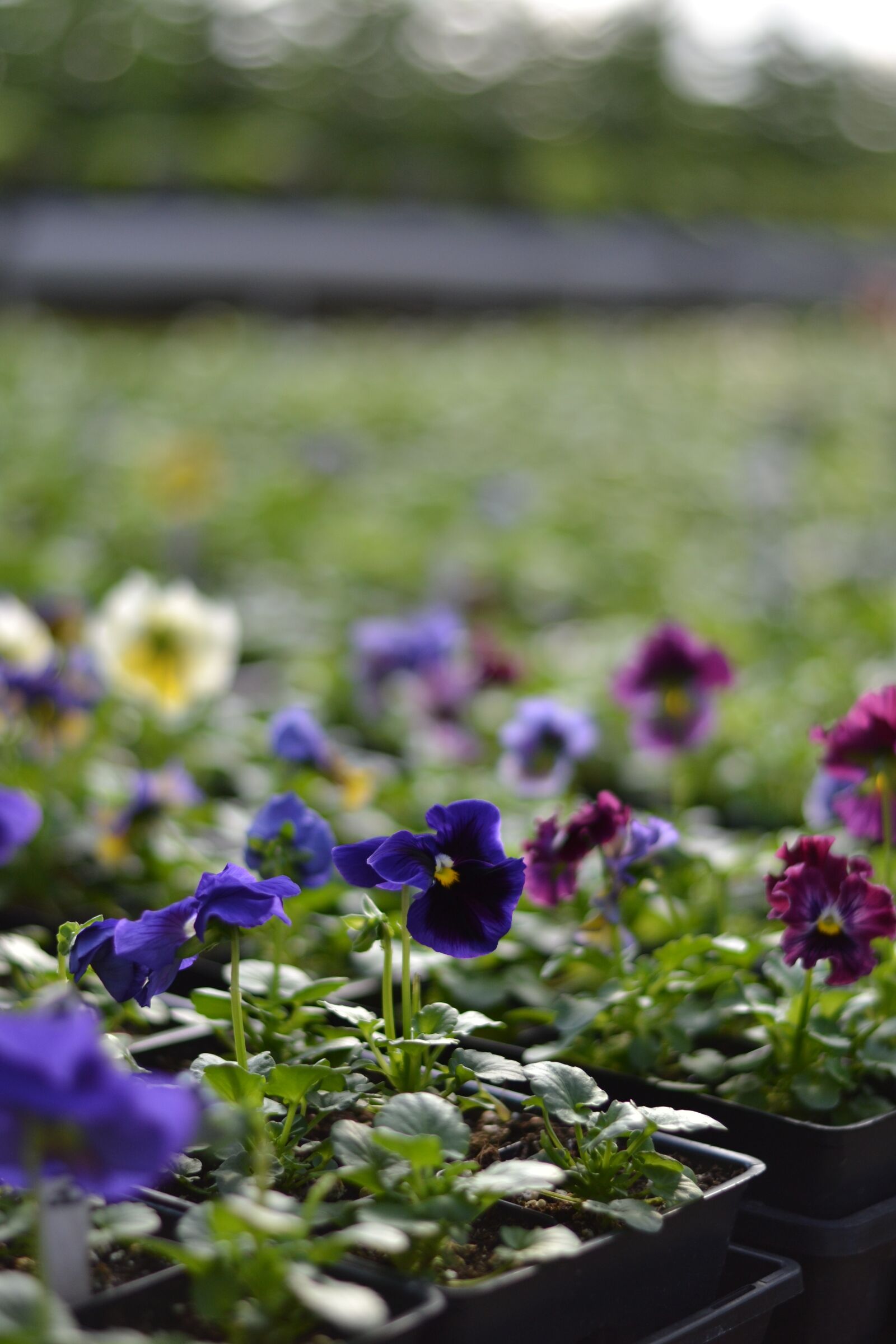 Nikon D3100 sample photo. Pansy, purple, violet photography