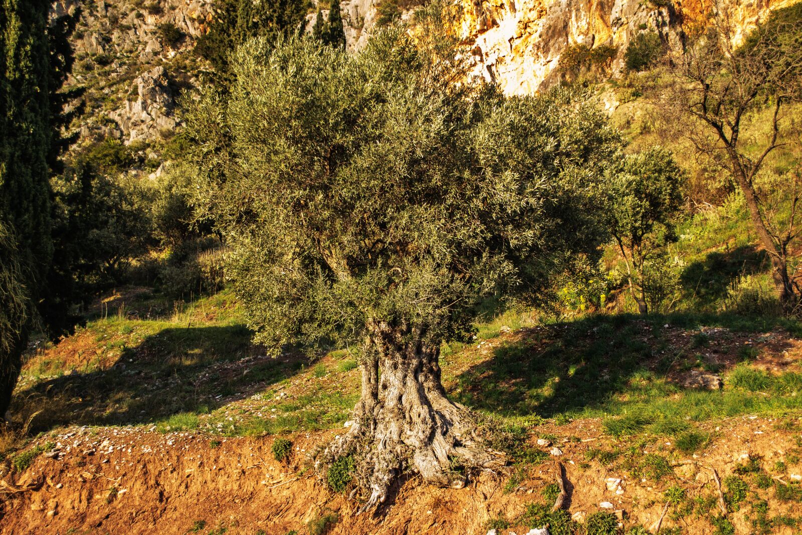 Nikon D3100 sample photo. Olive, tree, green photography