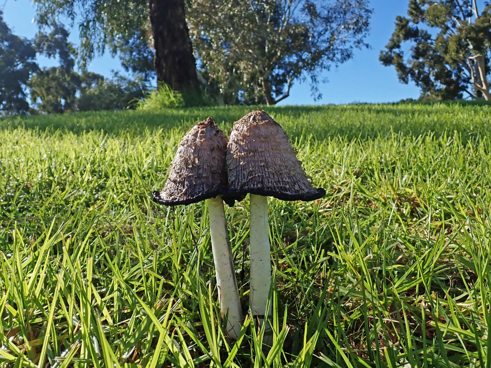 Olympus TG-5 sample photo. Mushrooms, fungi, ink cap photography