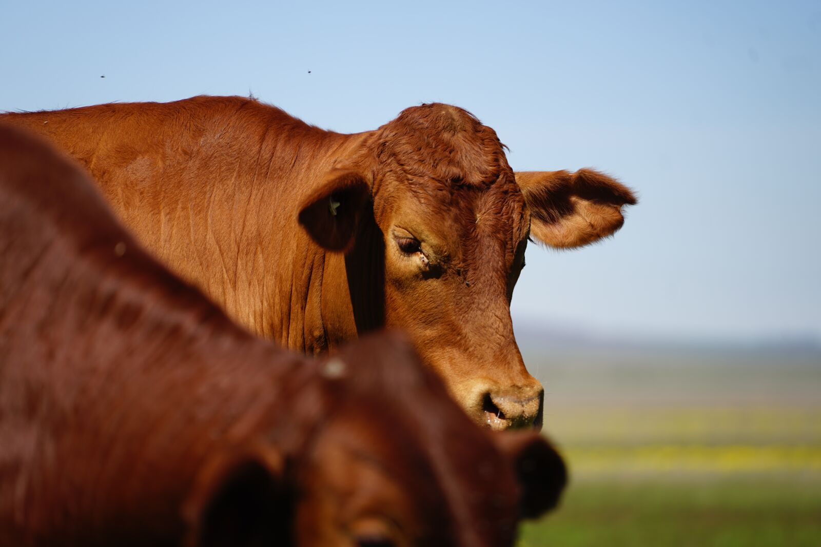 Sony a7 II + Sony FE 70-200mm F4 G OSS sample photo. Cattle, farm, agriculture photography