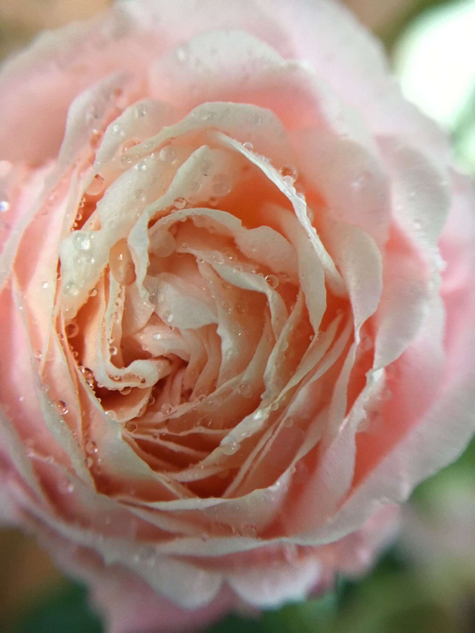 iPhone SE back camera 4.15mm f/2.2 sample photo. Pink, flower, pink, roses photography