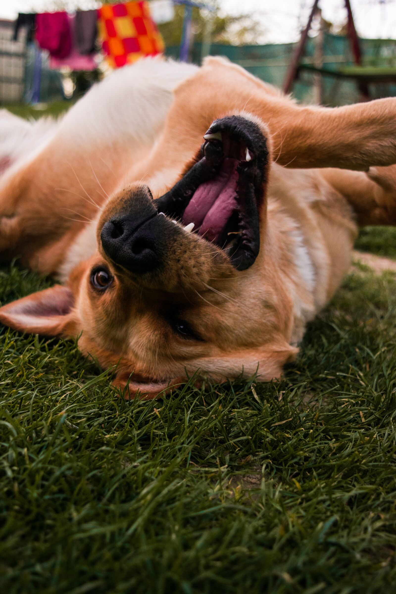Nikon D5300 sample photo. Dog, animal, a wall photography