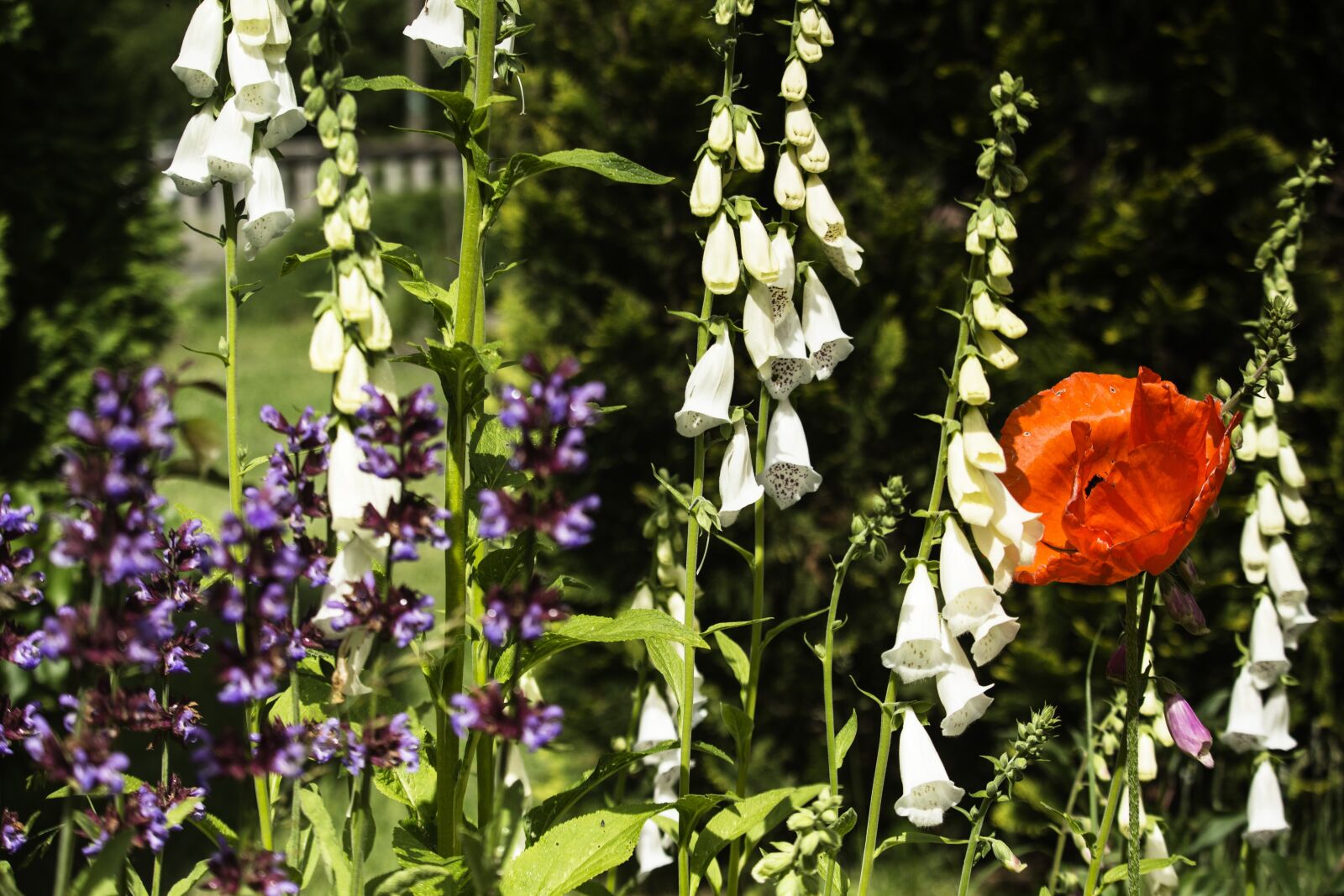 Canon EOS 700D (EOS Rebel T5i / EOS Kiss X7i) sample photo. Summer, poppies, flowers photography