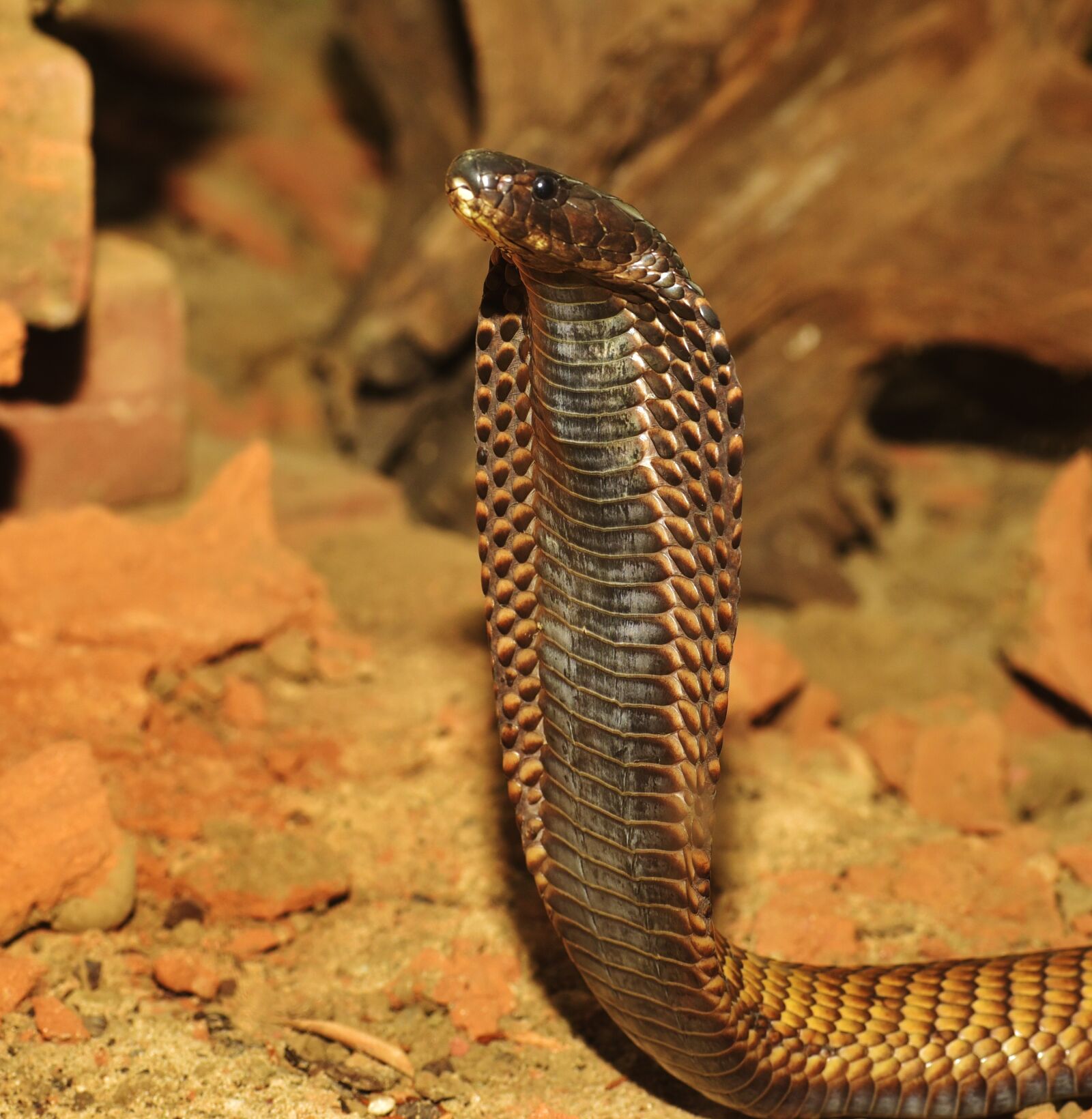 Nikon D750 sample photo. Snake, cobra, toxic photography