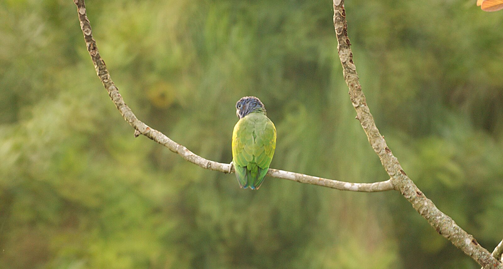 Sony Alpha DSLR-A390 sample photo. Nature, fauna, parrot photography