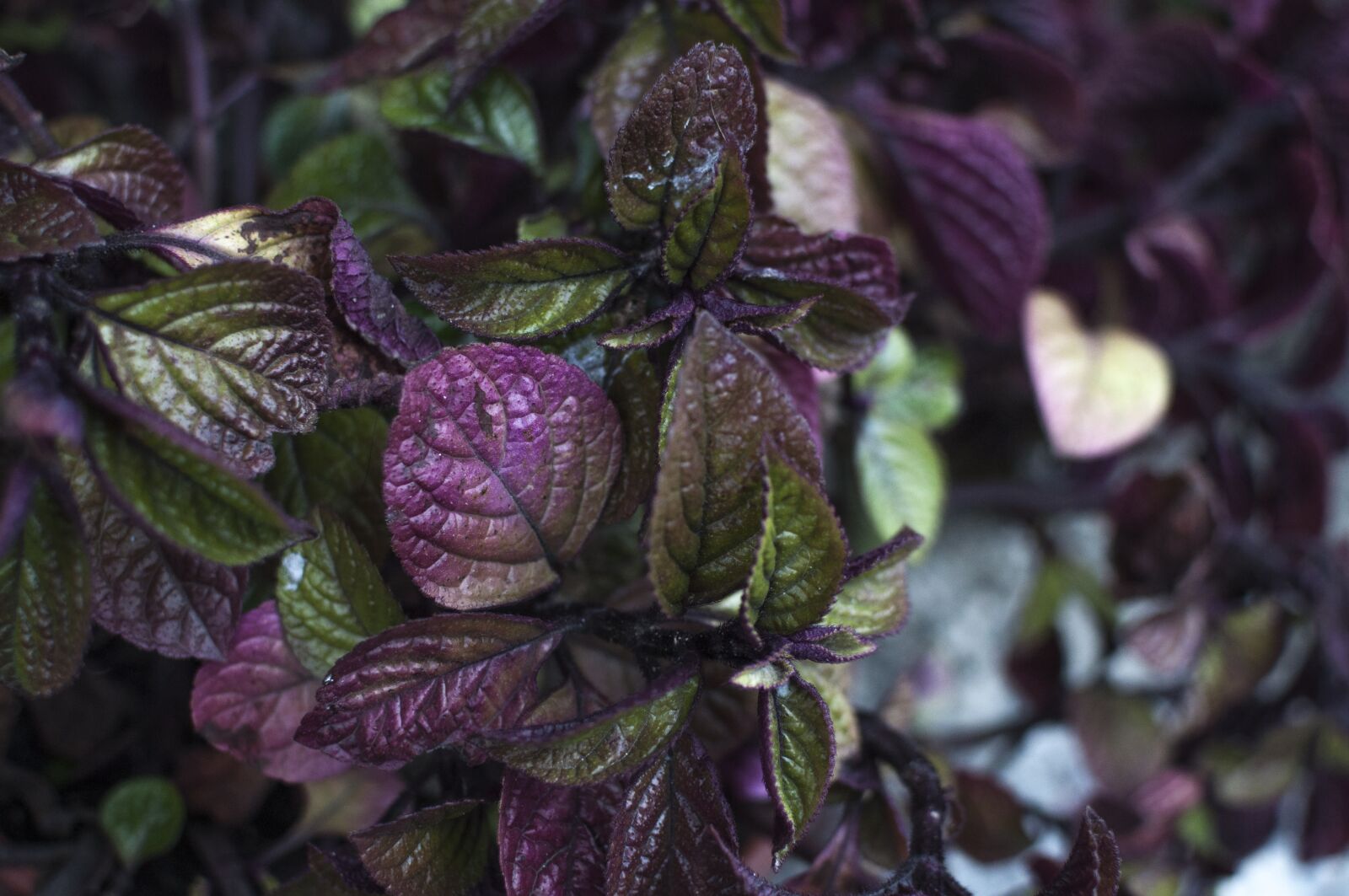 Nikon D5000 sample photo. Leaf, nature, plant photography