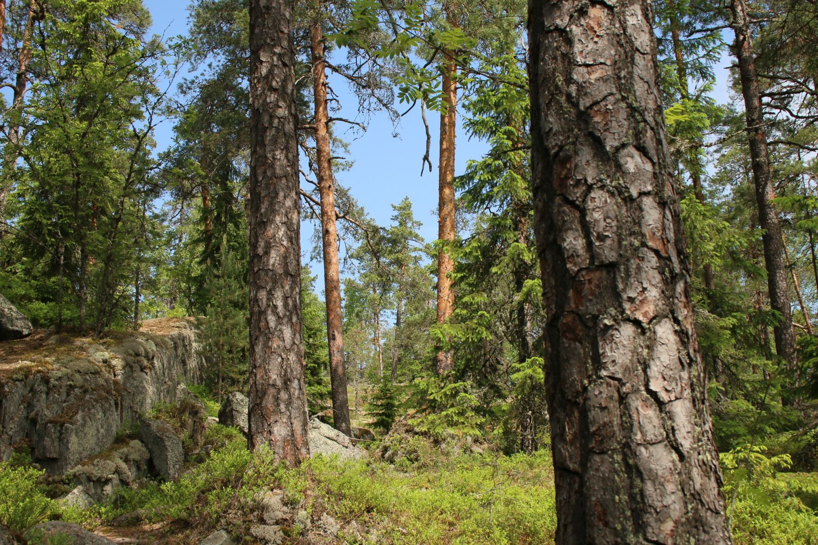 Canon EOS 70D + Canon EF-S 18-55mm F3.5-5.6 II sample photo. Forest, green, finnish photography