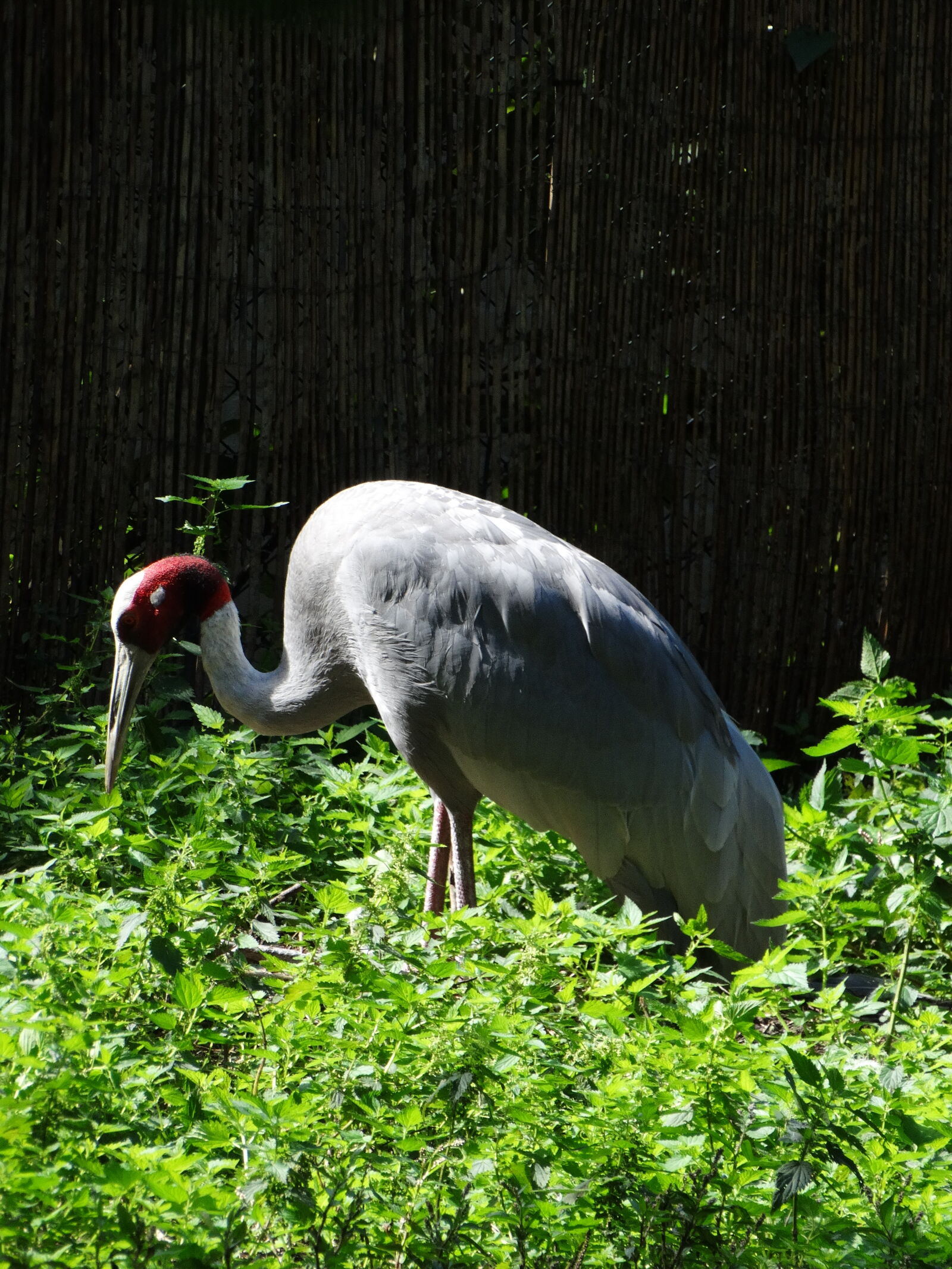 Sony Cyber-shot DSC-HX300 sample photo. Bird photography