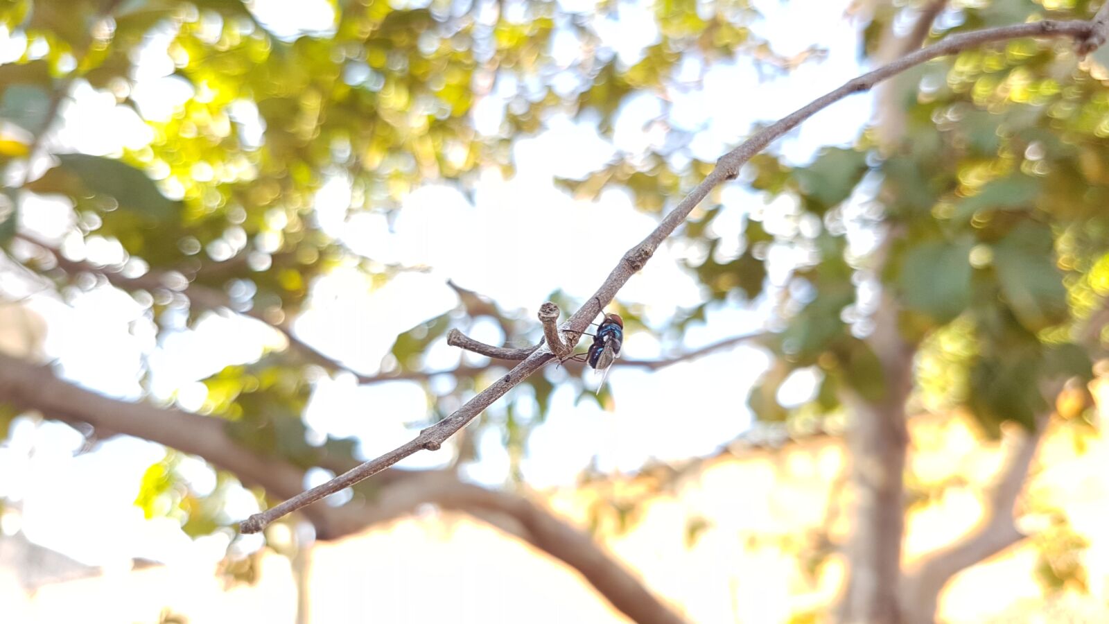 Samsung Galaxy S7 sample photo. Fly, day, tree photography
