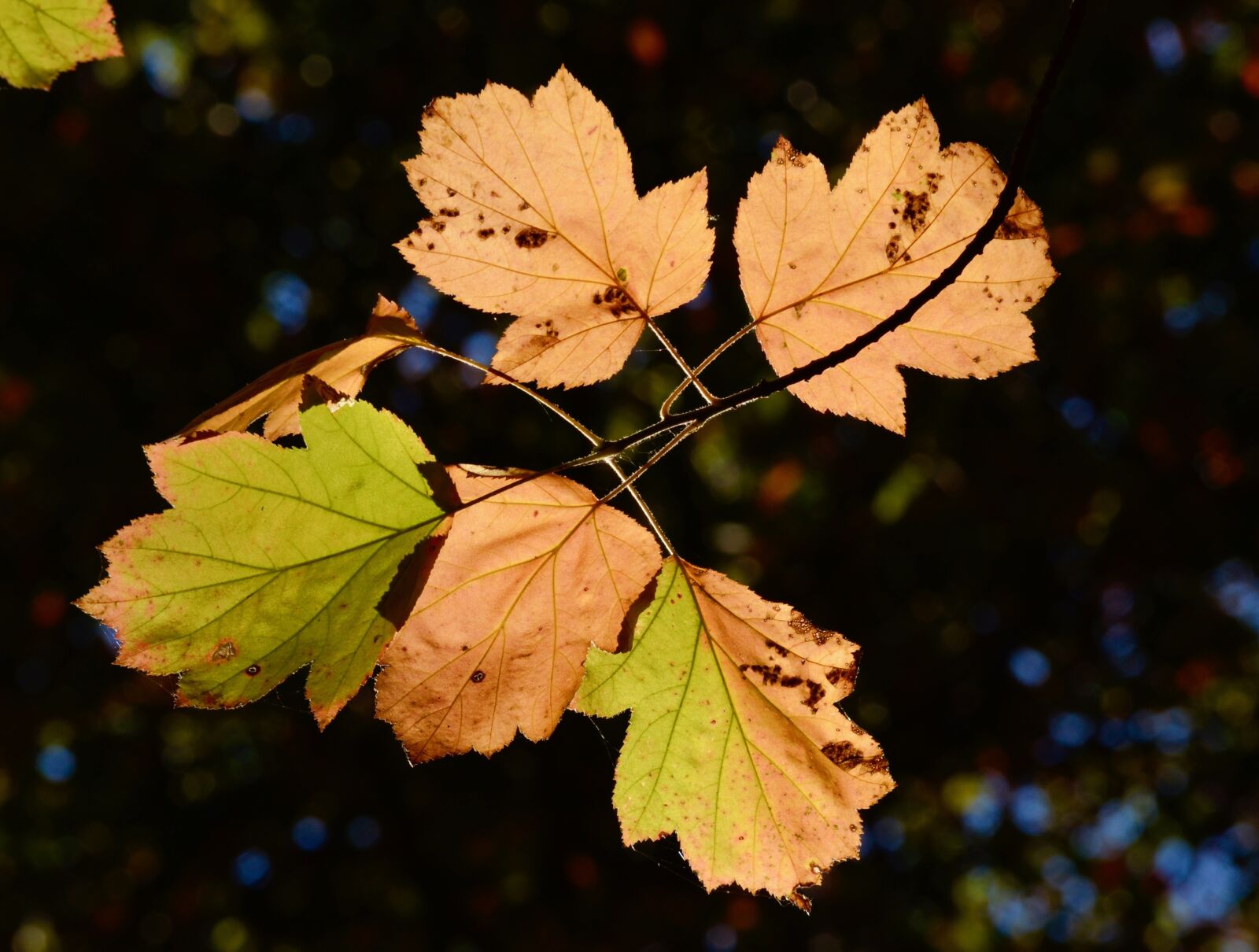 Nikon D5100 sample photo. Leaves, fall foliage, tree photography