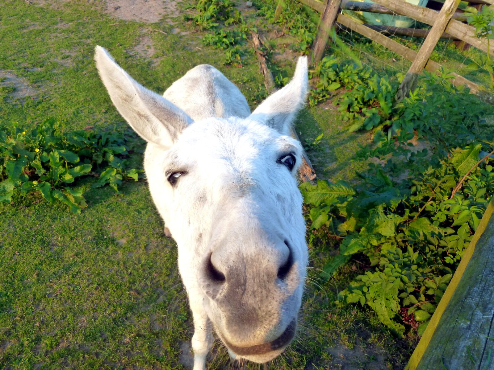 Panasonic DMC-FS37 sample photo. Donkey, donkey head, funny photography