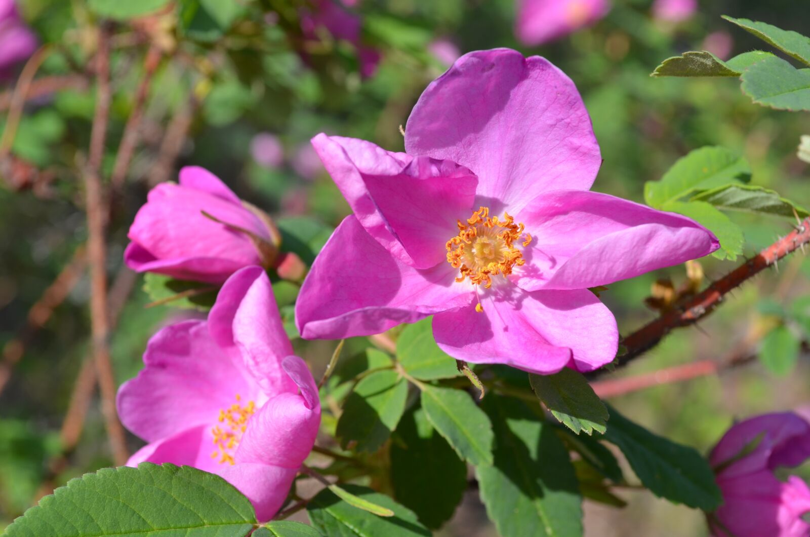 Nikon D5100 sample photo. Rose hip, flower, nature photography