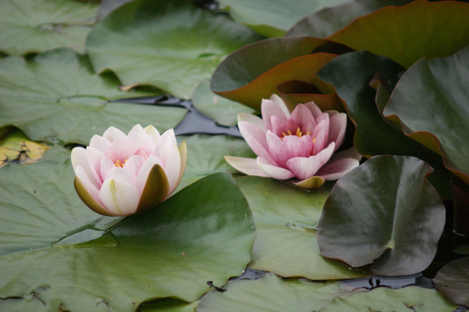 Sony Alpha DSLR-A350 sample photo. Water lilies, lake, pond photography