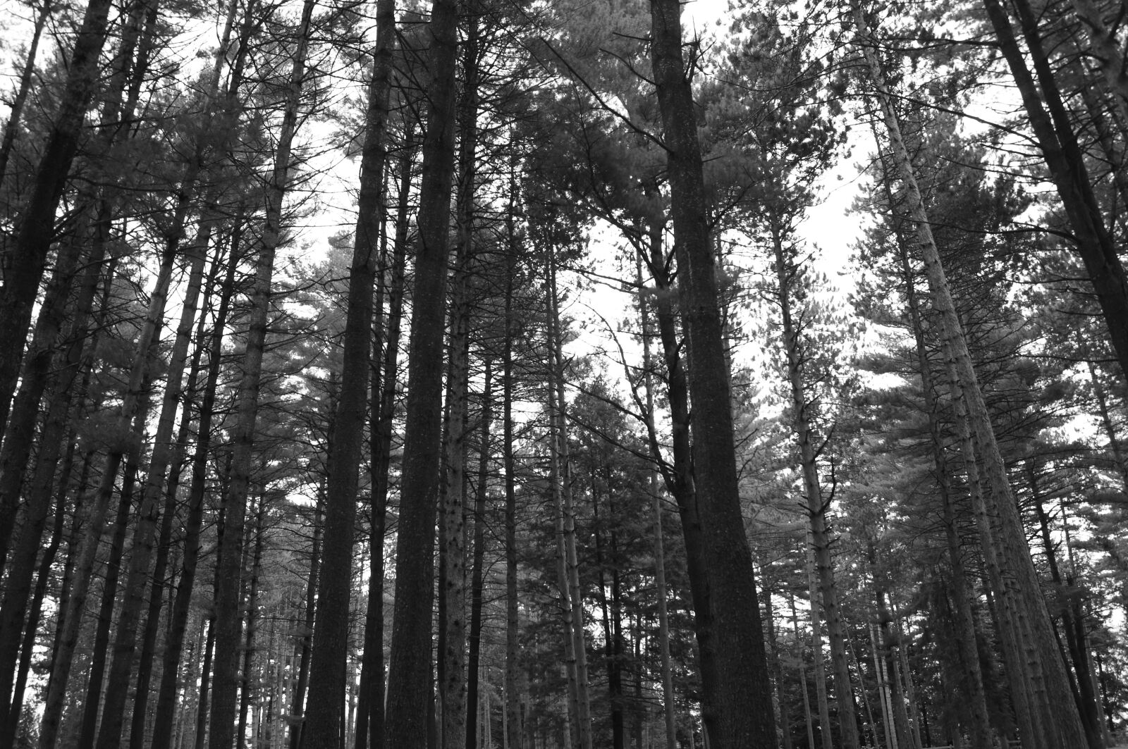 Sony SLT-A35 + Sony DT 18-55mm F3.5-5.6 SAM sample photo. Wood, nature, tree photography
