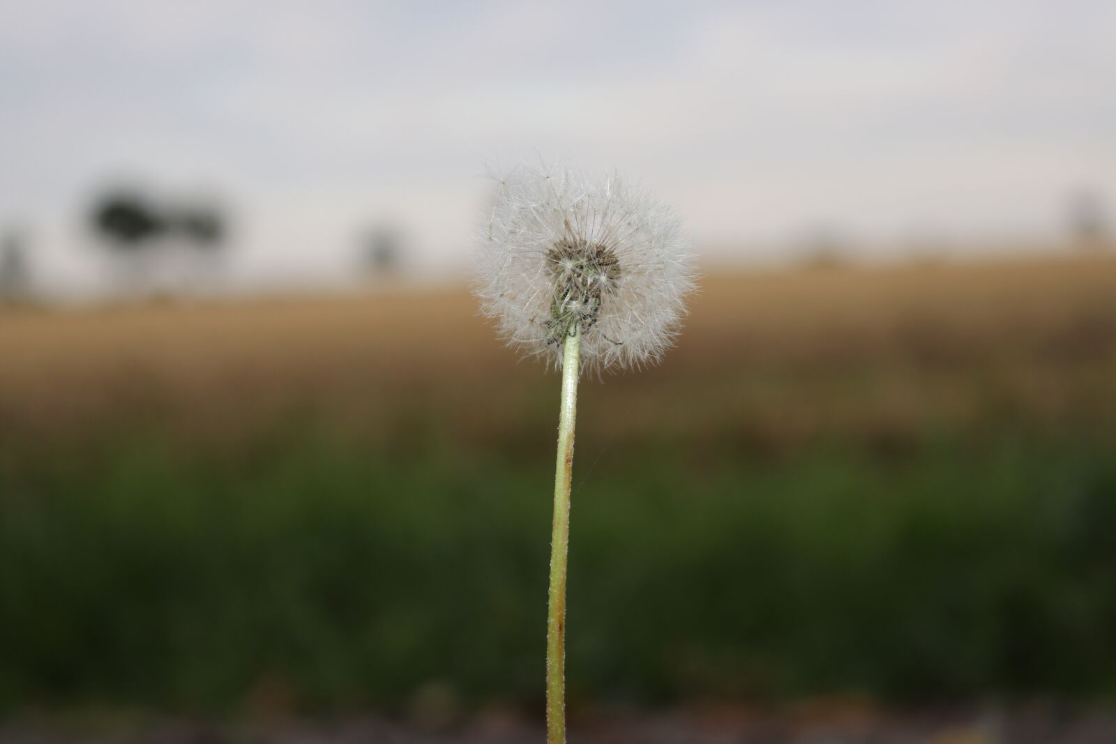 Canon EOS 80D sample photo. Away, pollen, nature photography