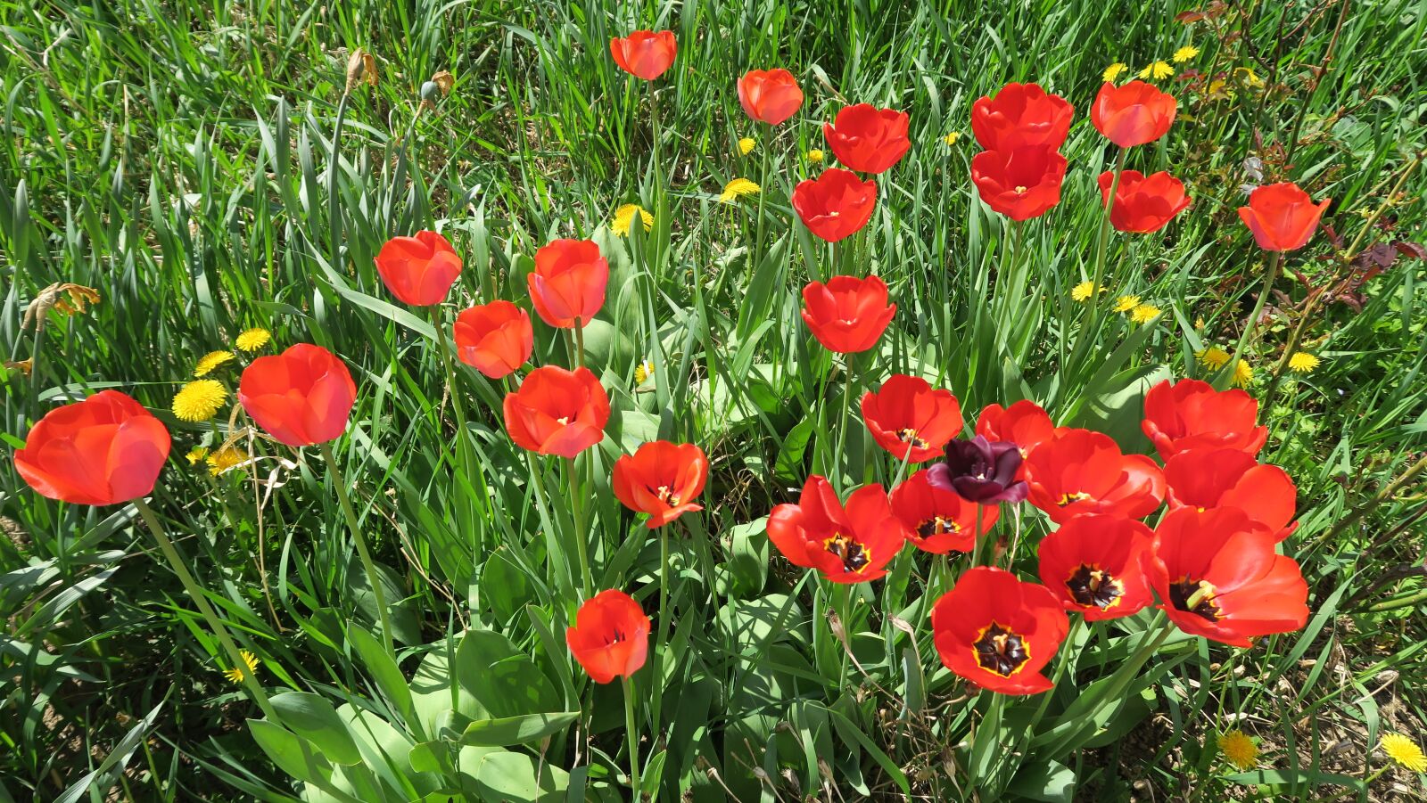 Canon PowerShot G5 X sample photo. The colors of spring photography