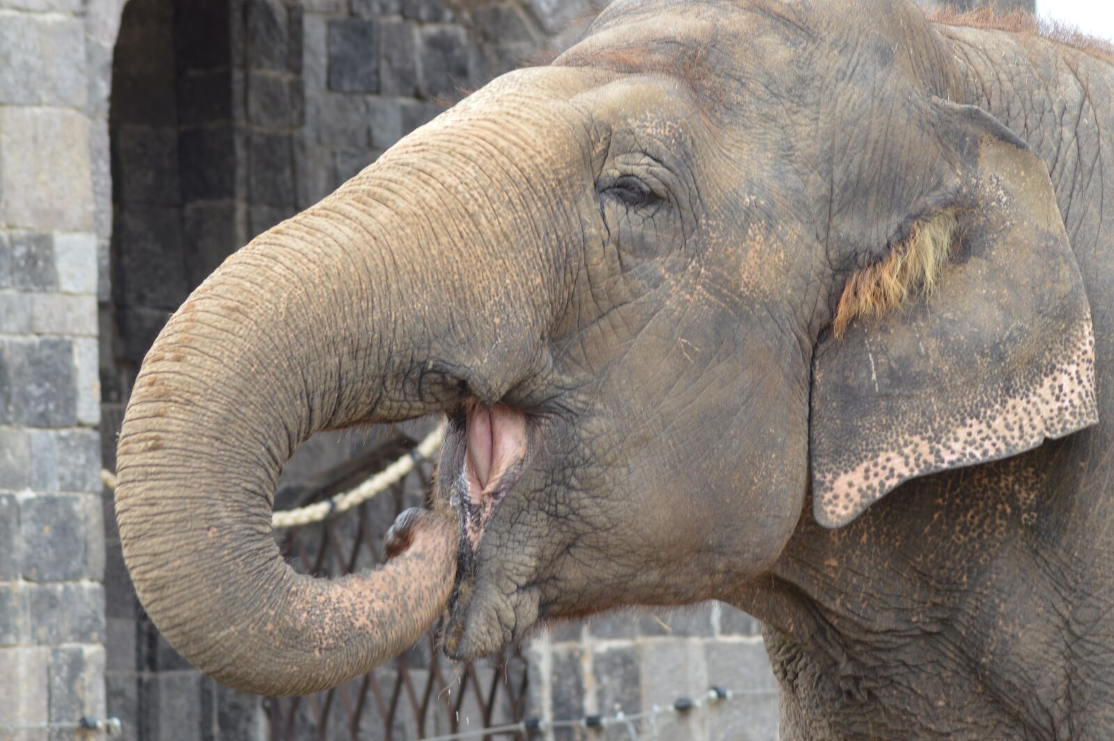 Nikon D3200 sample photo. Elephant, male, trunk photography