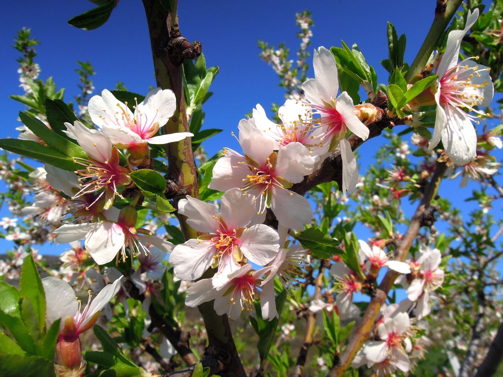 Nikon Coolpix P300 sample photo. Almond flower, flowering tree photography