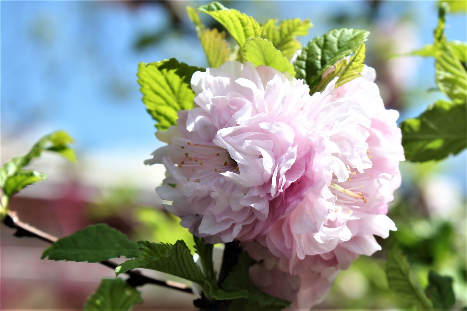 Canon EOS 550D (EOS Rebel T2i / EOS Kiss X4) sample photo. Flower, pink, color photography