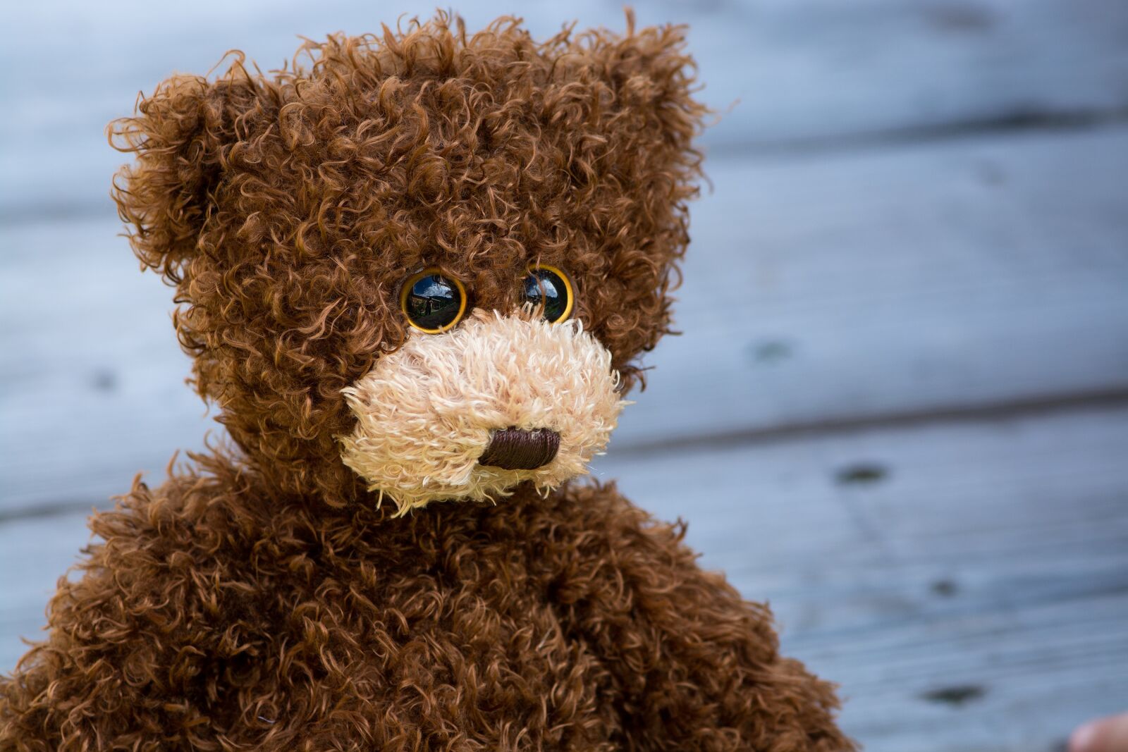 Nikon D7100 sample photo. Teddy, teddy bear, brown photography