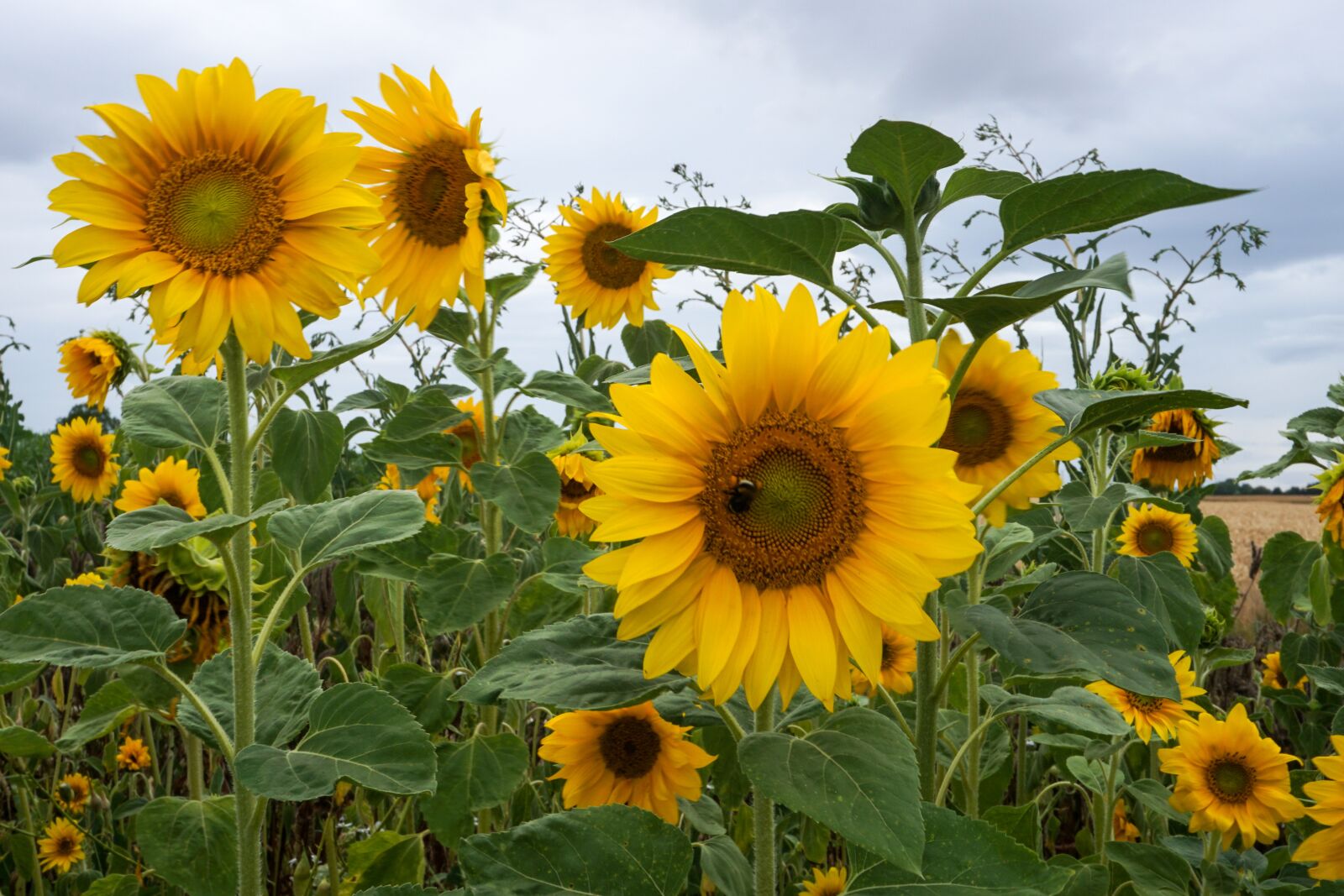 Sony E 16-50mm F3.5-5.6 PZ OSS sample photo. Sunflower, flowers, yellow photography