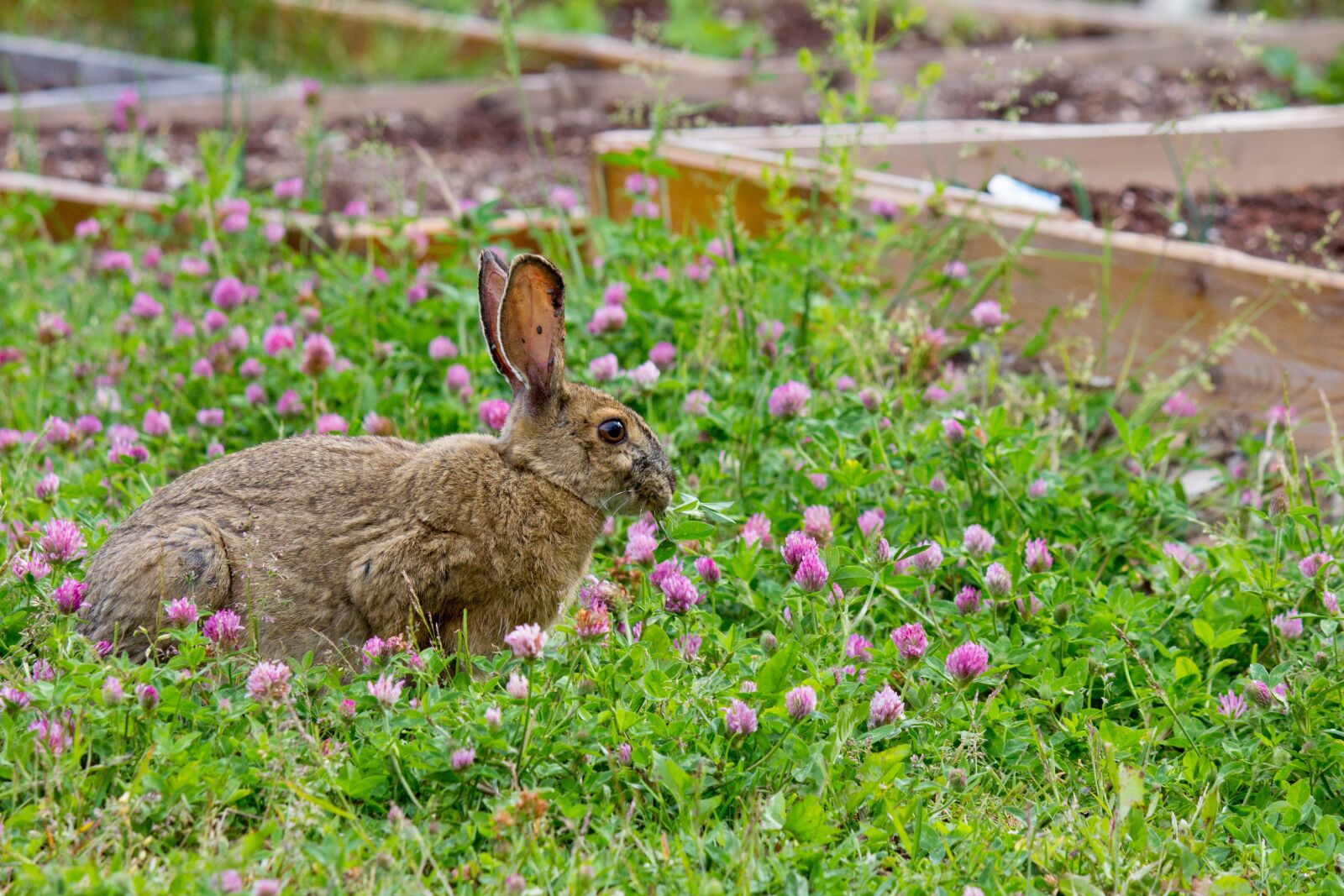 Canon EF-S 55-250mm F4-5.6 IS II sample photo. Rabbit, wildflowers, bloom photography