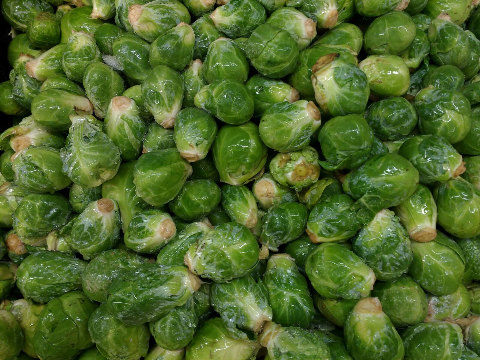 Motorola MotoG3 sample photo. Cabbage, produce, herb, healthy photography