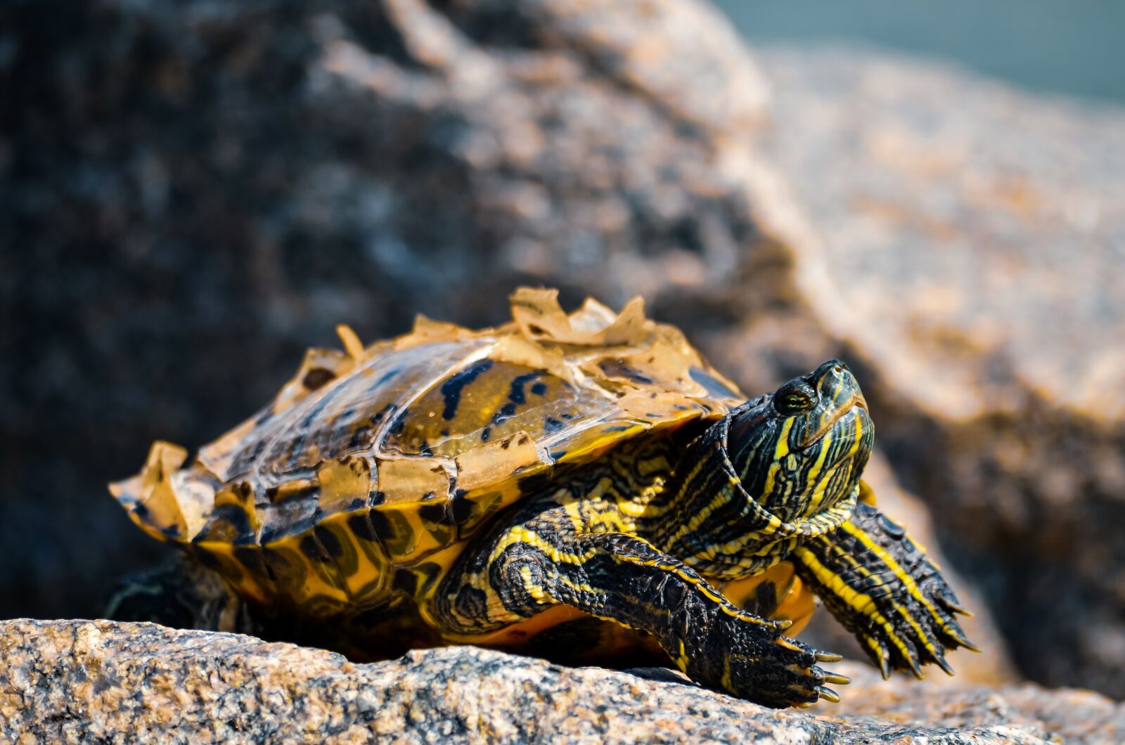 Nikon D7000 sample photo. Turtle, summer, sun photography