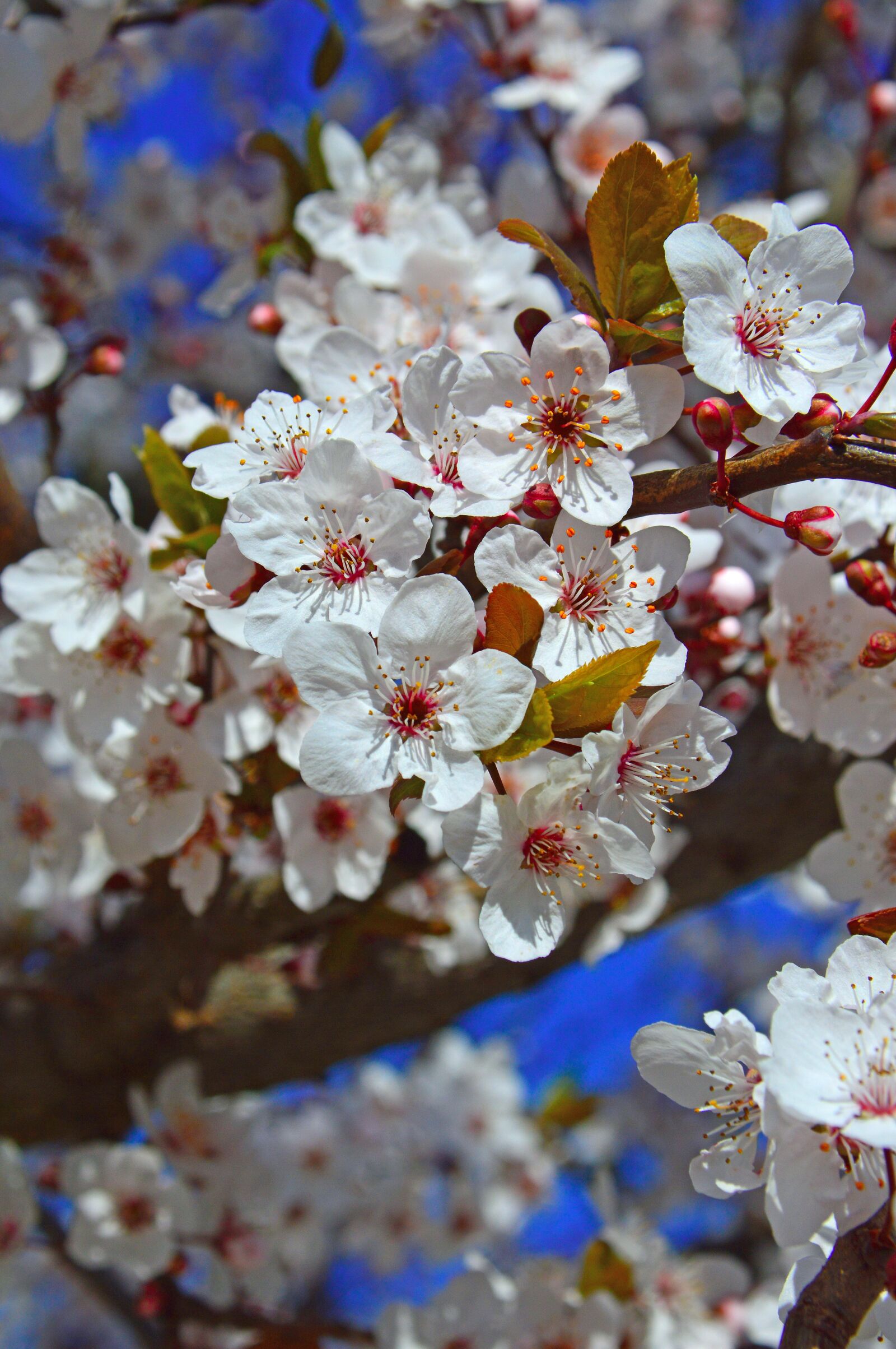 Nikon D3200 sample photo. Flower, nature, cherry photography