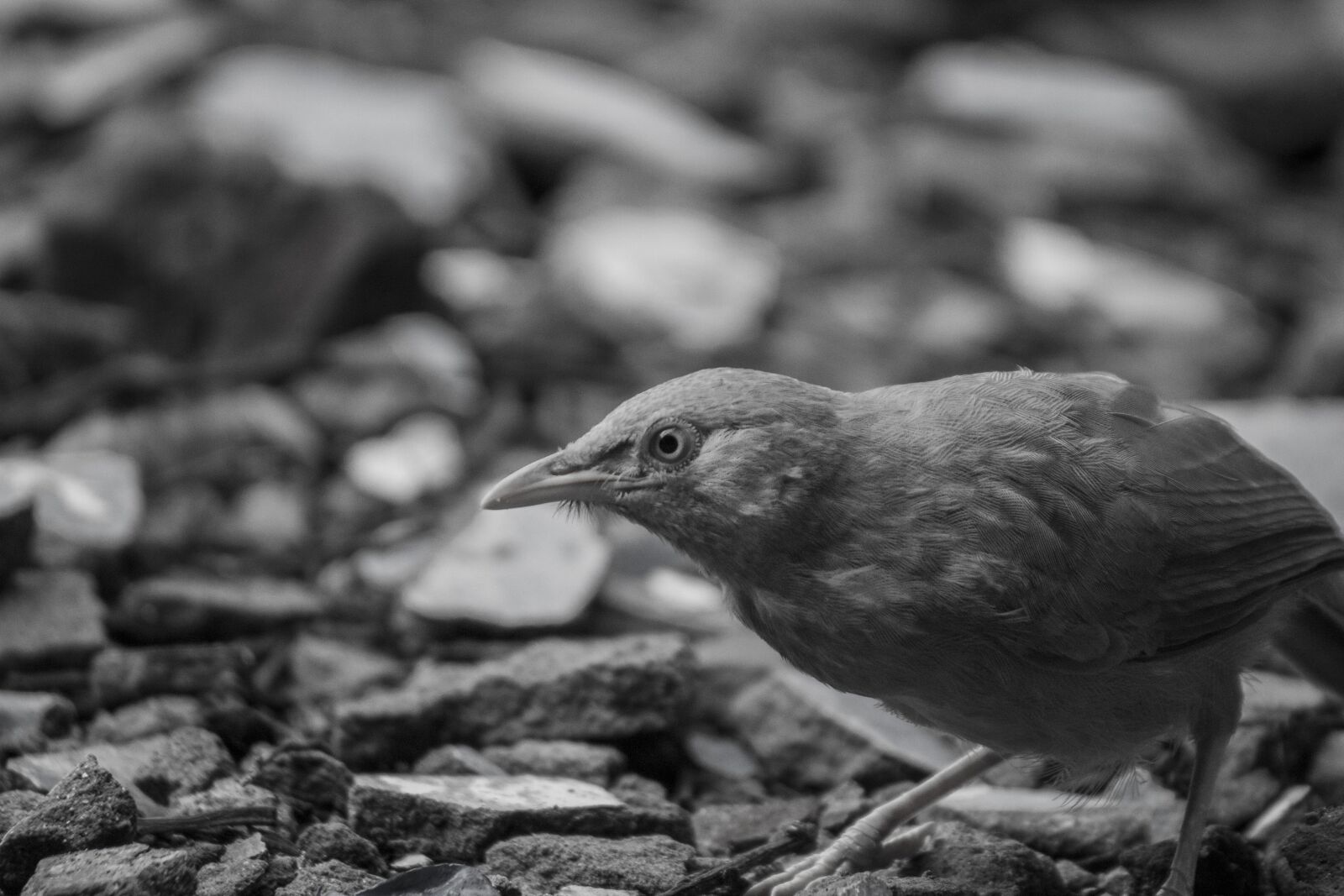 Canon EOS 60D sample photo. Bird, india, jungle babbler photography