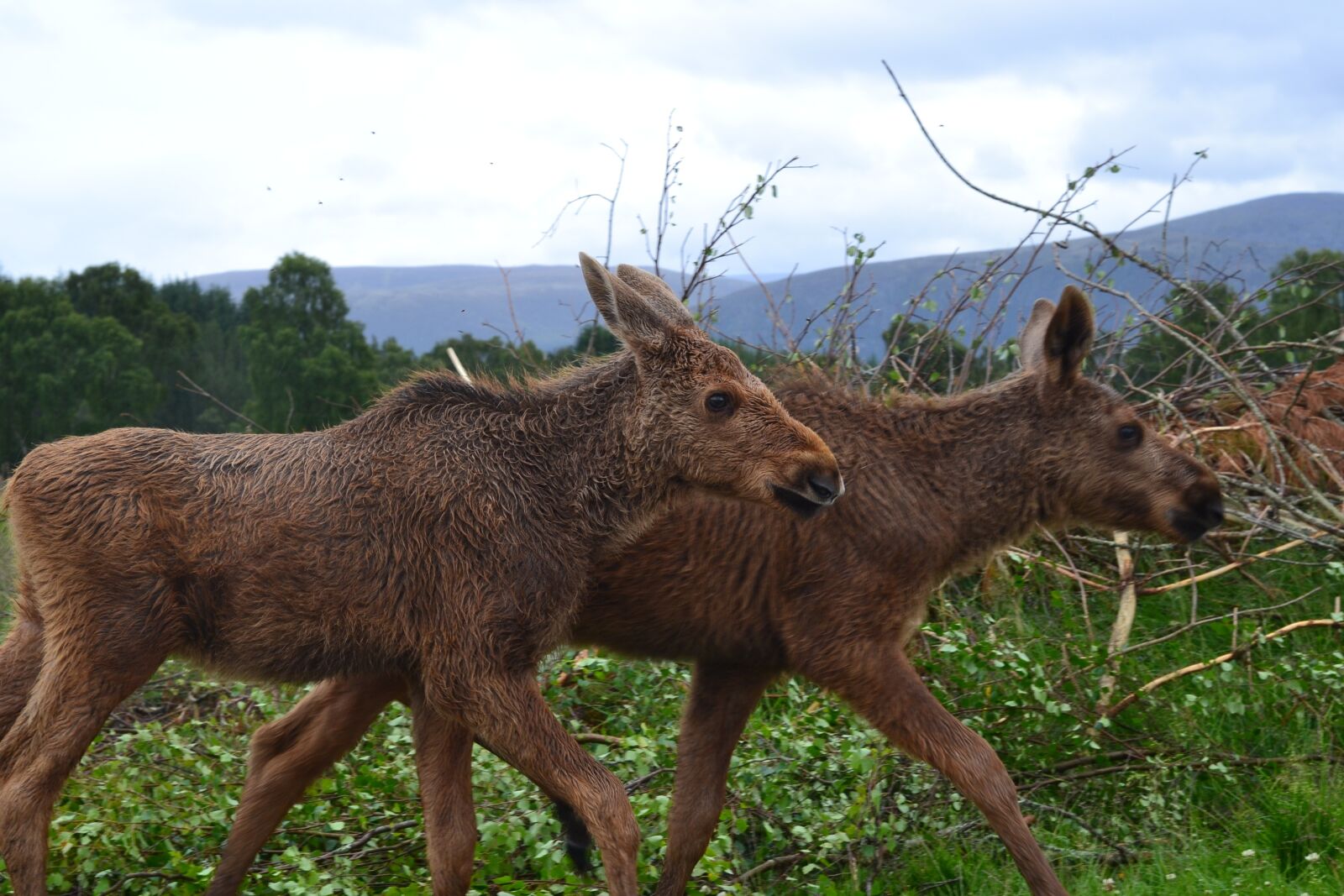 Nikon D3100 sample photo. Moose, nature, park photography