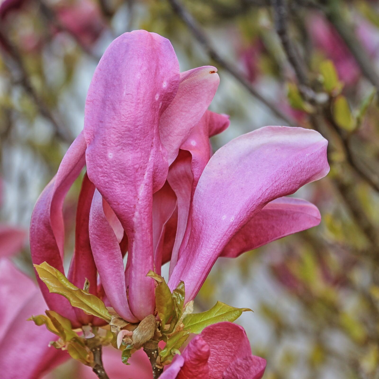 Canon EOS 1100D (EOS Rebel T3 / EOS Kiss X50) sample photo. Magnolia, flowers, spring photography