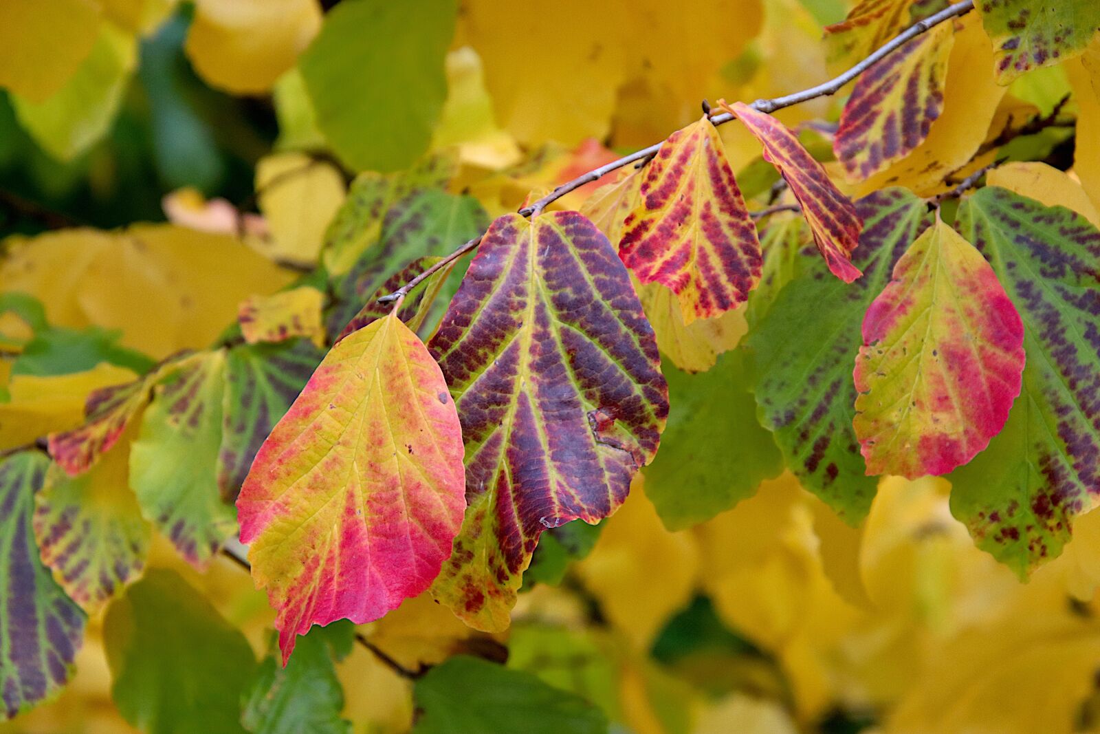 Canon EOS 800D (EOS Rebel T7i / EOS Kiss X9i) sample photo. Foliage, leaves, tree photography