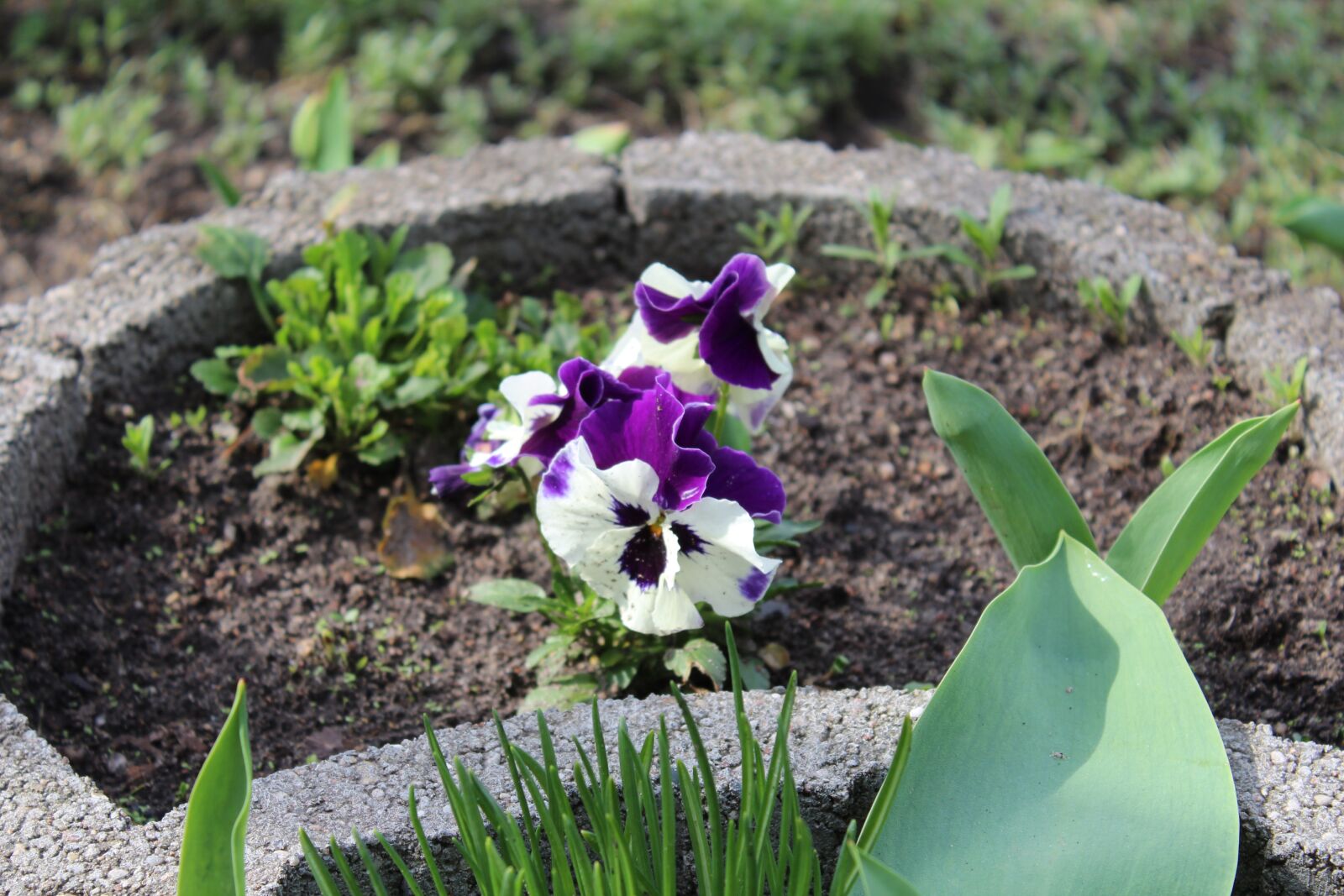 Canon EOS 1300D (EOS Rebel T6 / EOS Kiss X80) sample photo. Flower, plant, nature photography