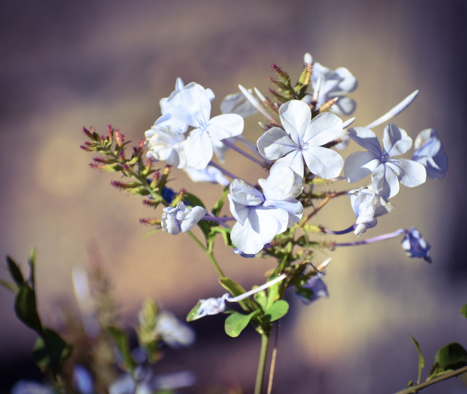 Nikon D5500 sample photo. Flower, nature, flora photography