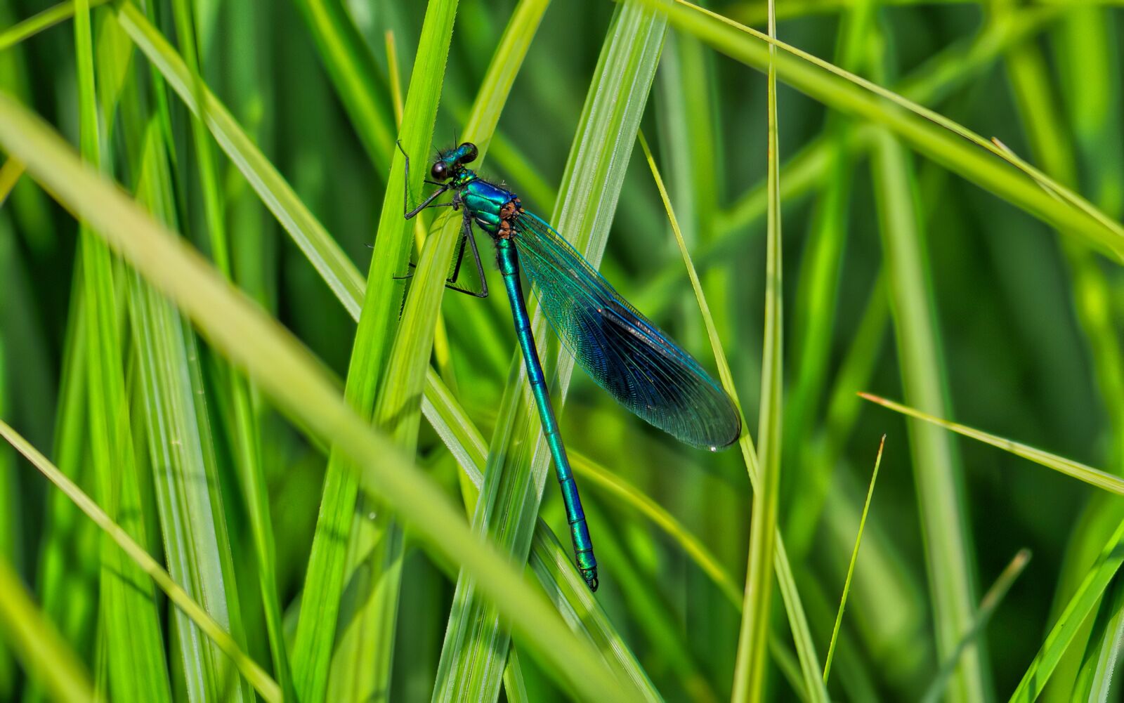Panasonic Lumix DC-G9 sample photo. Dragonfly, insects, nature photography