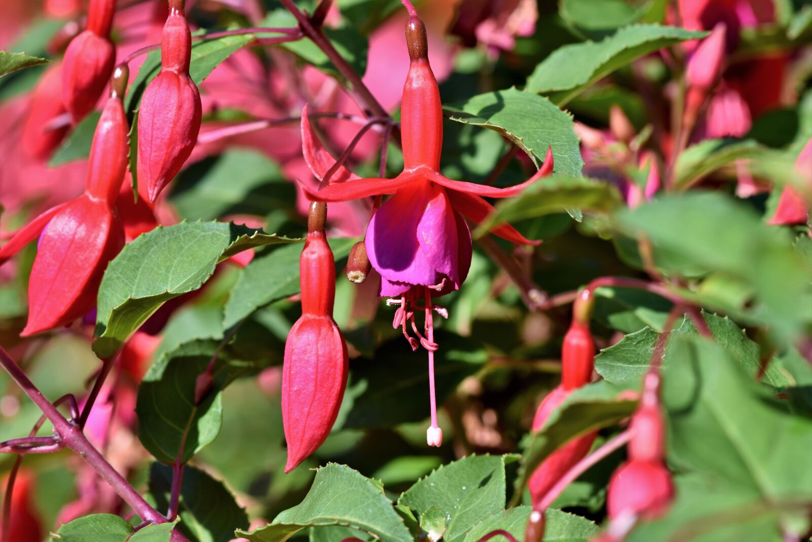 Nikon D7200 sample photo. Fuchsia, crocosmia, schwertliliengewaechs photography
