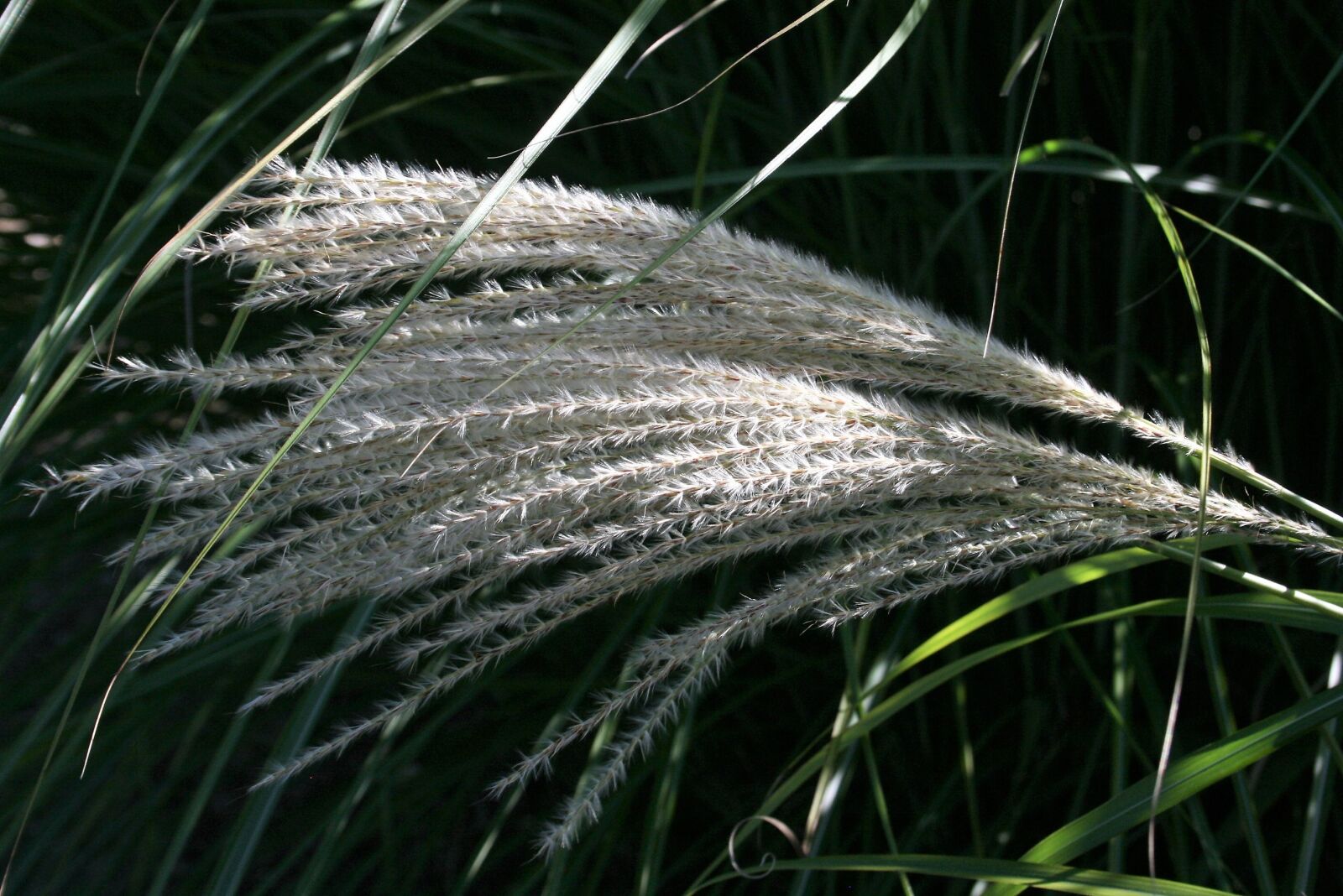 Canon EOS 400D (EOS Digital Rebel XTi / EOS Kiss Digital X) sample photo. Flower, wheat, outside photography