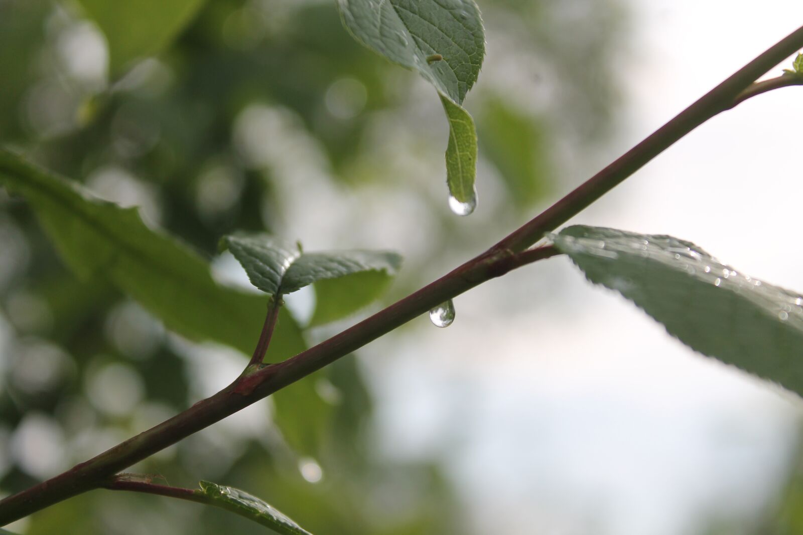 Canon EOS 1100D (EOS Rebel T3 / EOS Kiss X50) sample photo. Rain, drops, wet photography