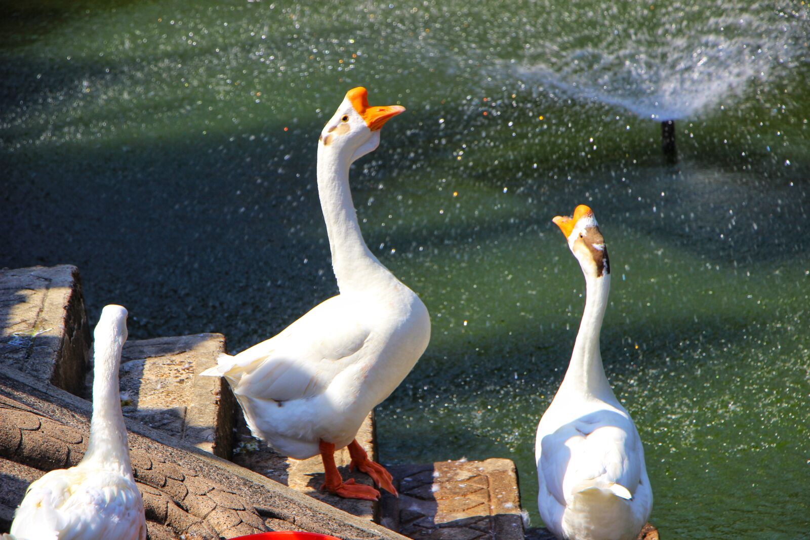 Canon EOS 600D (Rebel EOS T3i / EOS Kiss X5) + Canon EF-S 18-135mm F3.5-5.6 IS STM sample photo. Geese, birds, feathers photography