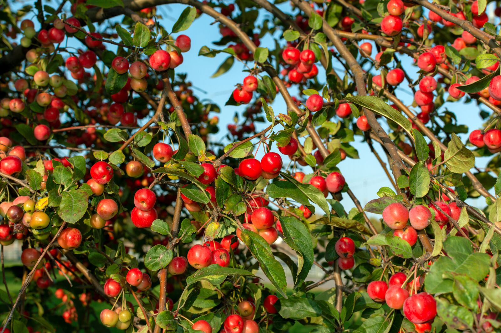 Nikon D3200 sample photo. Apple tree, paradise apples photography
